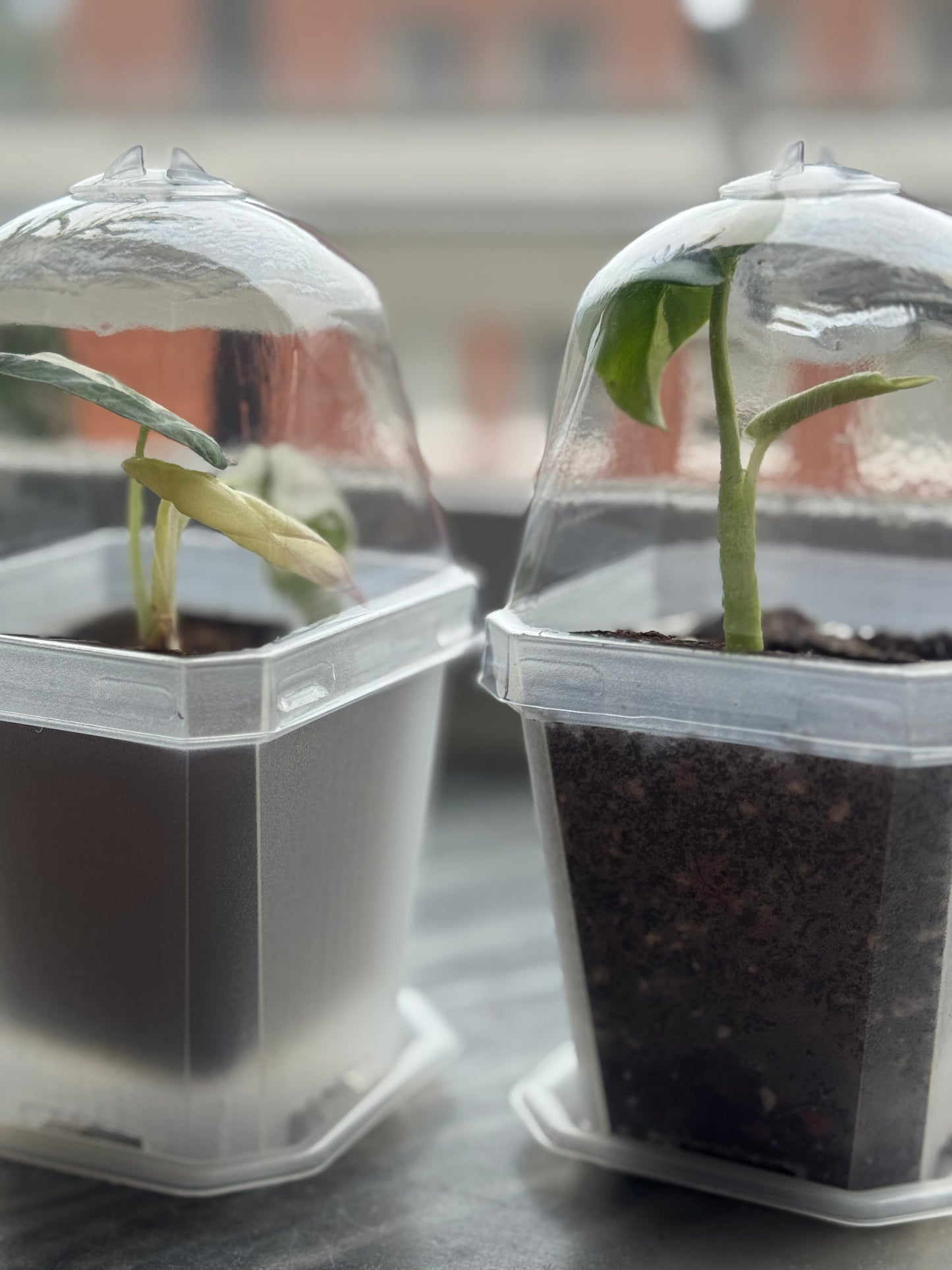 Transparent Plant Pot With Dome