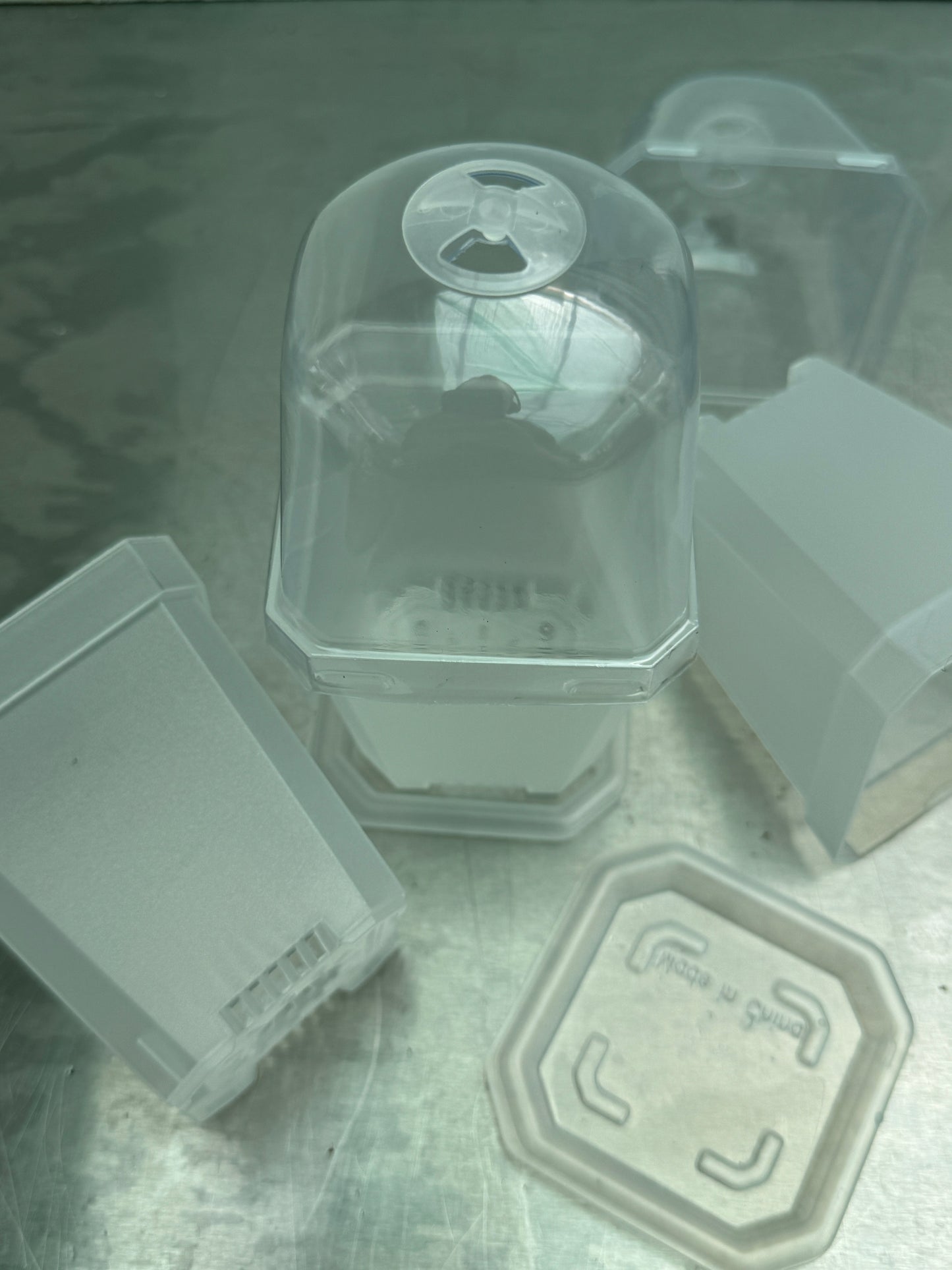 Transparent Plant Pot With Dome