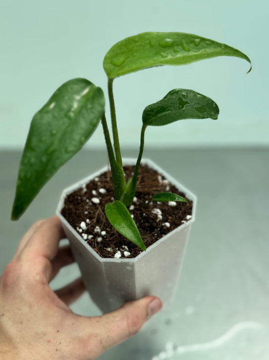 Close-up of Monstera Burle Marx Flame showing early fenestrated leaves and healthy growth in a well-draining pot, perfect for home and garden decor.