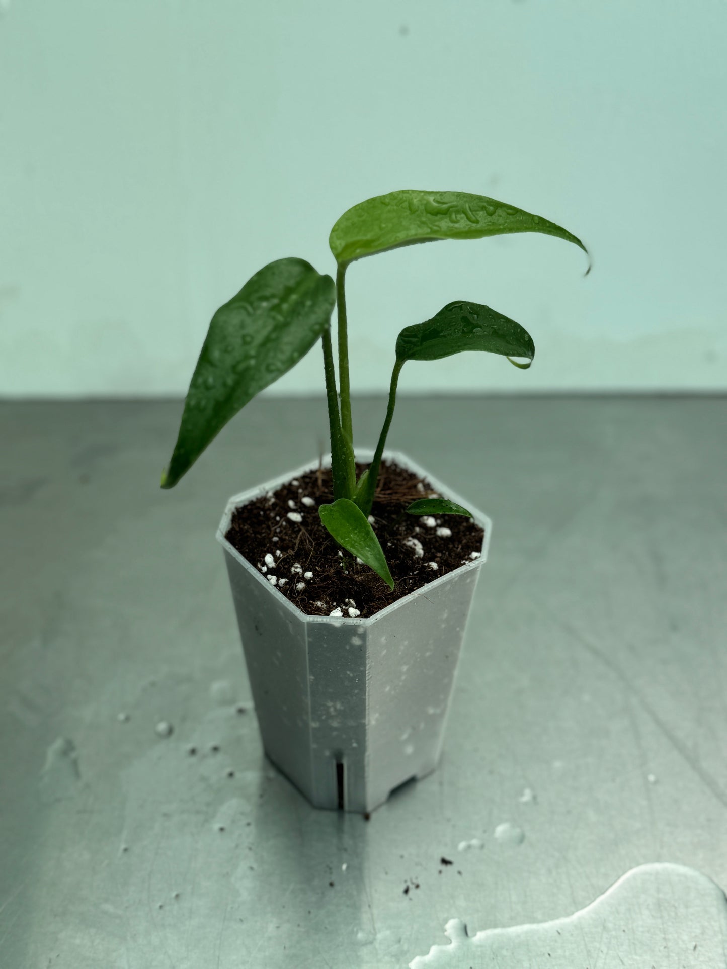 Young Monstera Burle Marx Flame in a hexagonal pot with moist soil and perlite, ideal for indoor plant collectors and tropical plant enthusiasts.