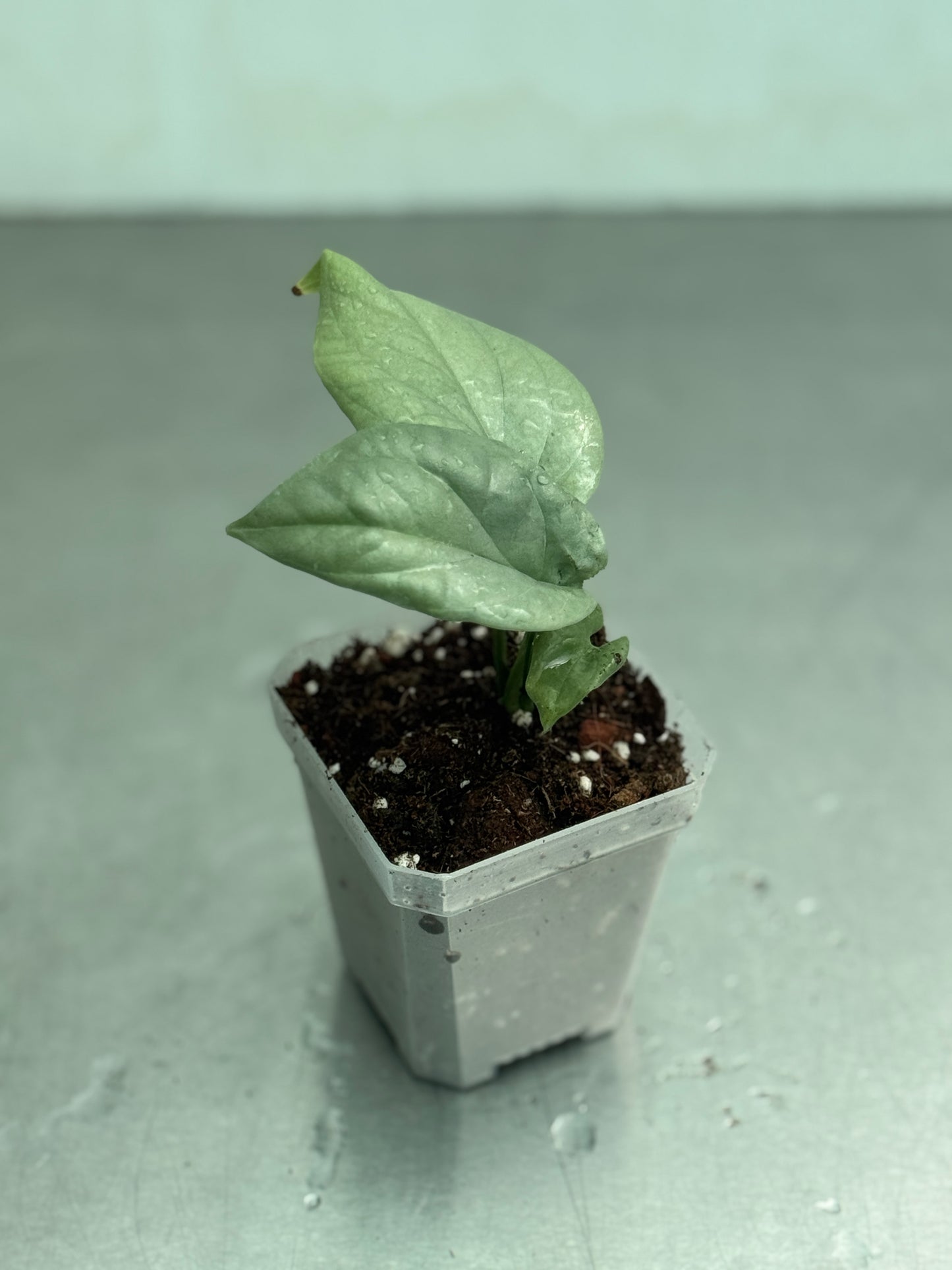 Amydrium medium 'Blue'