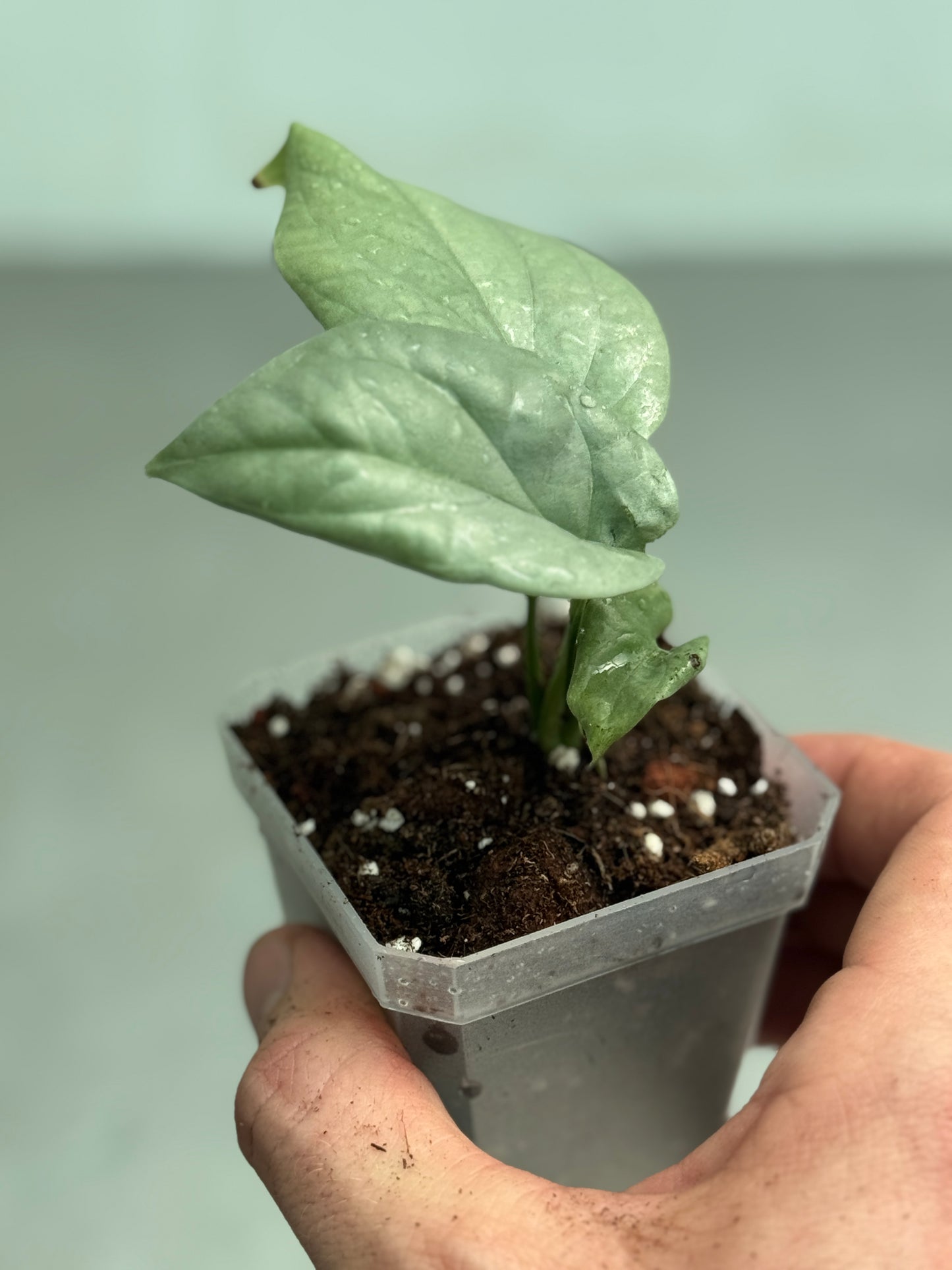 Amydrium medium 'Blue'