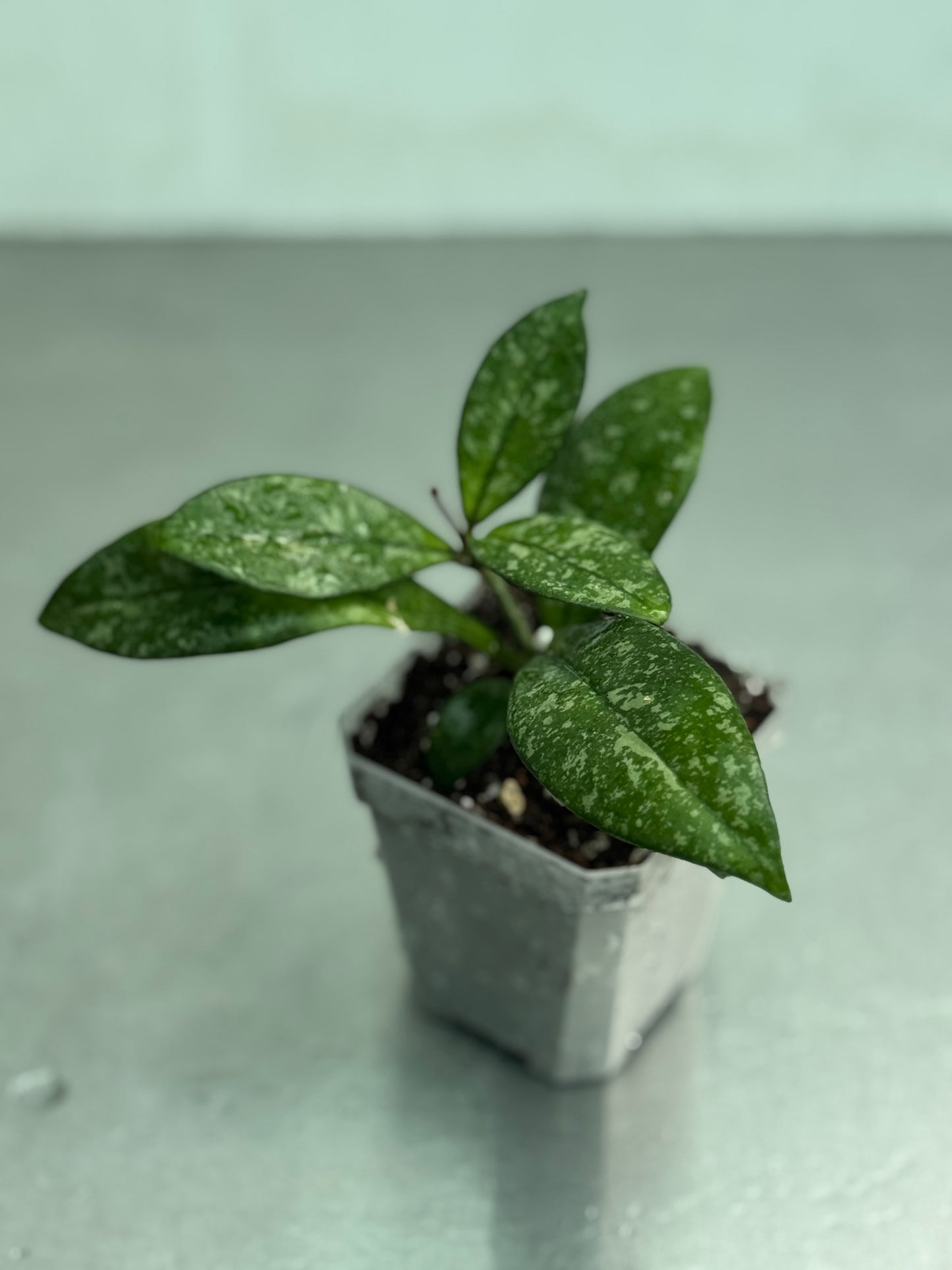 Hoya crassipetiolata 'Splash'