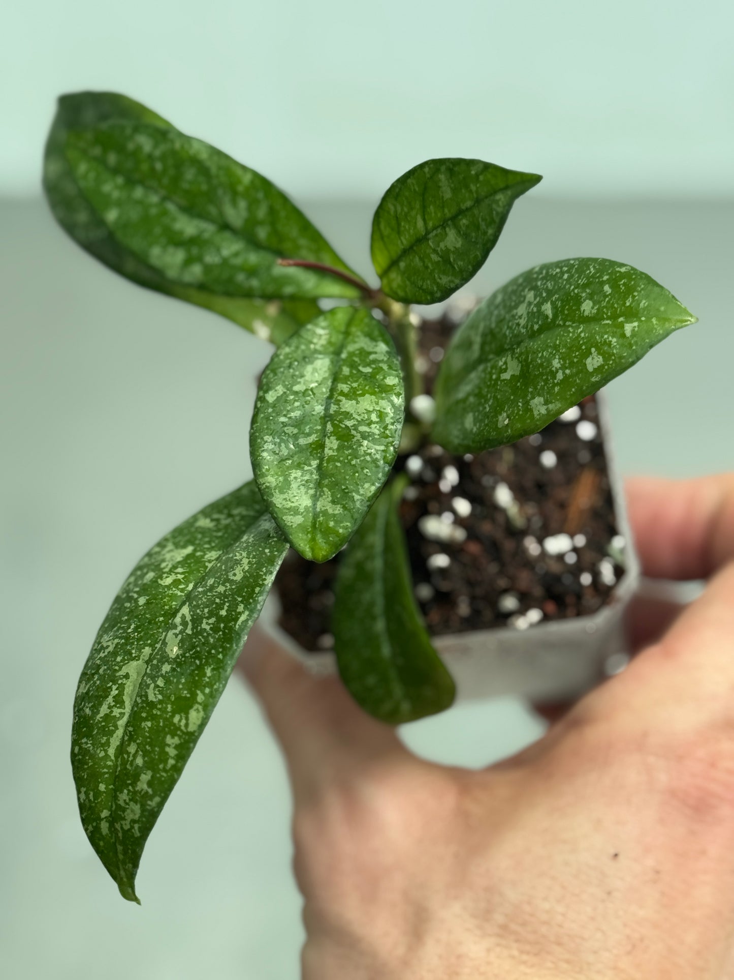 Hoya crassipetiolata 'Splash'