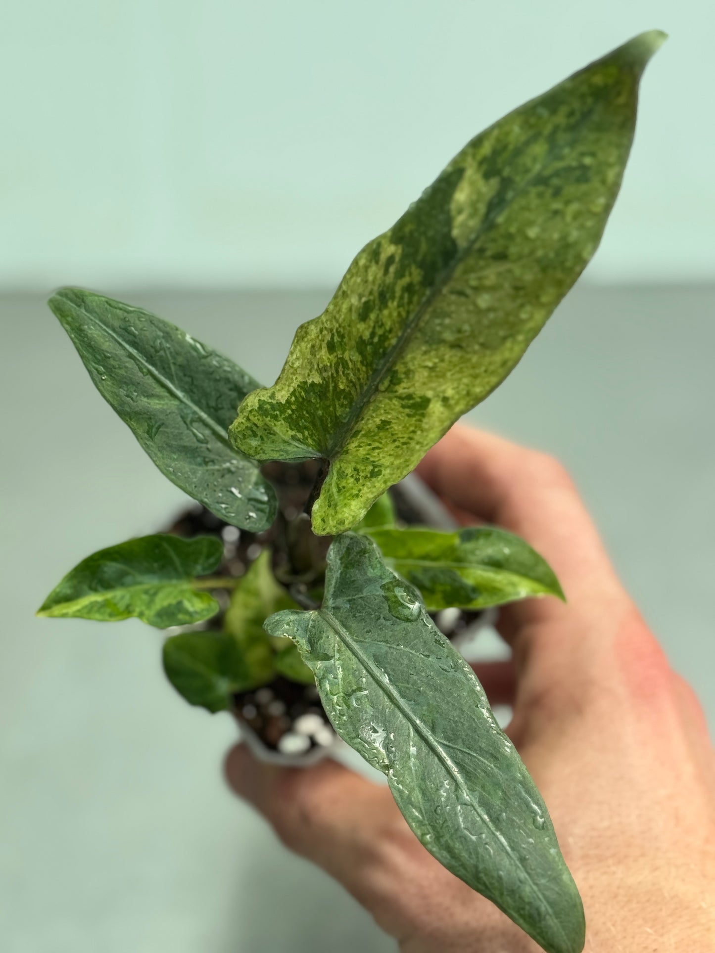 Alocasia lauterbachiana variegata