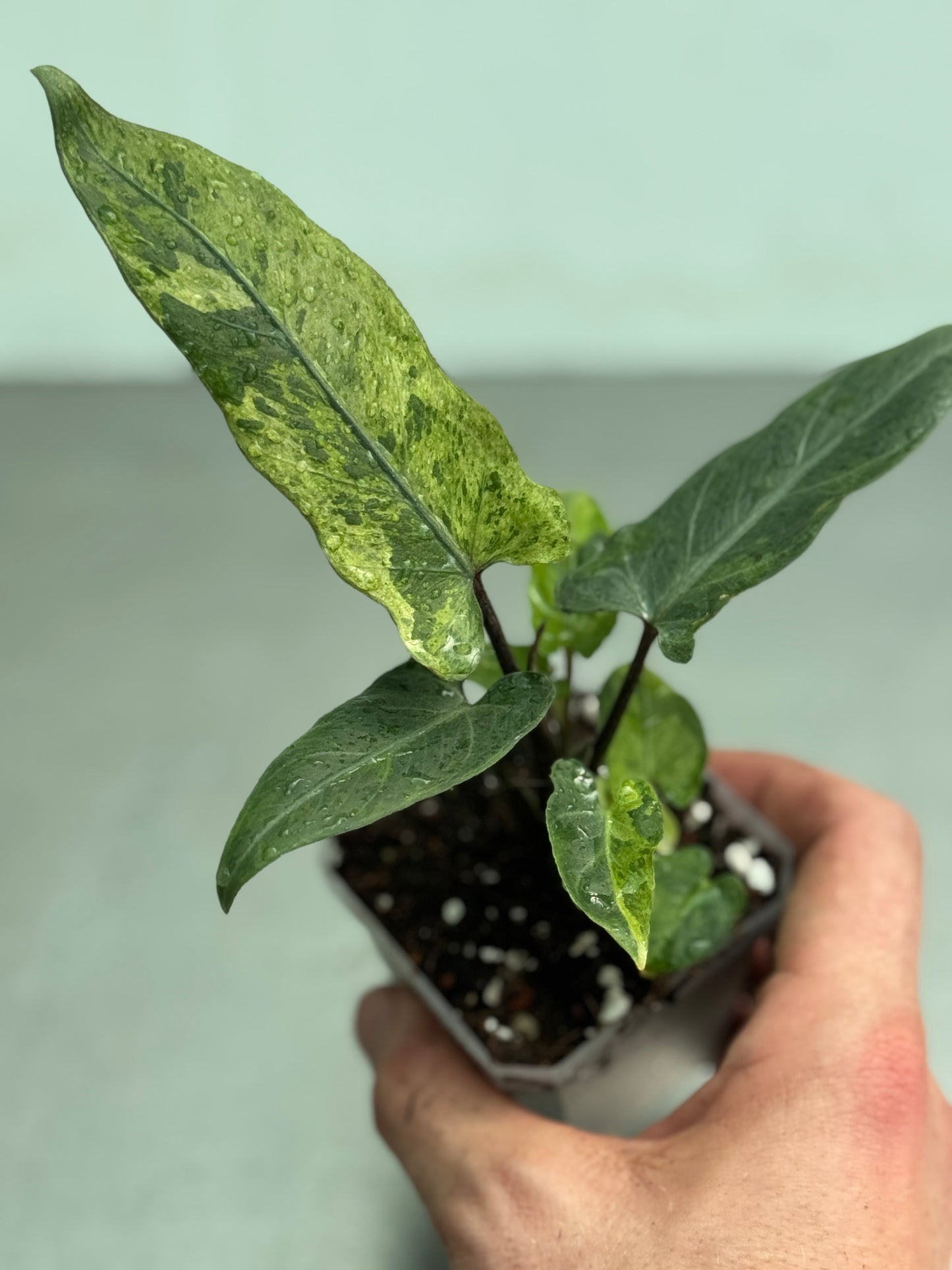 Alocasia lauterbachiana variegata