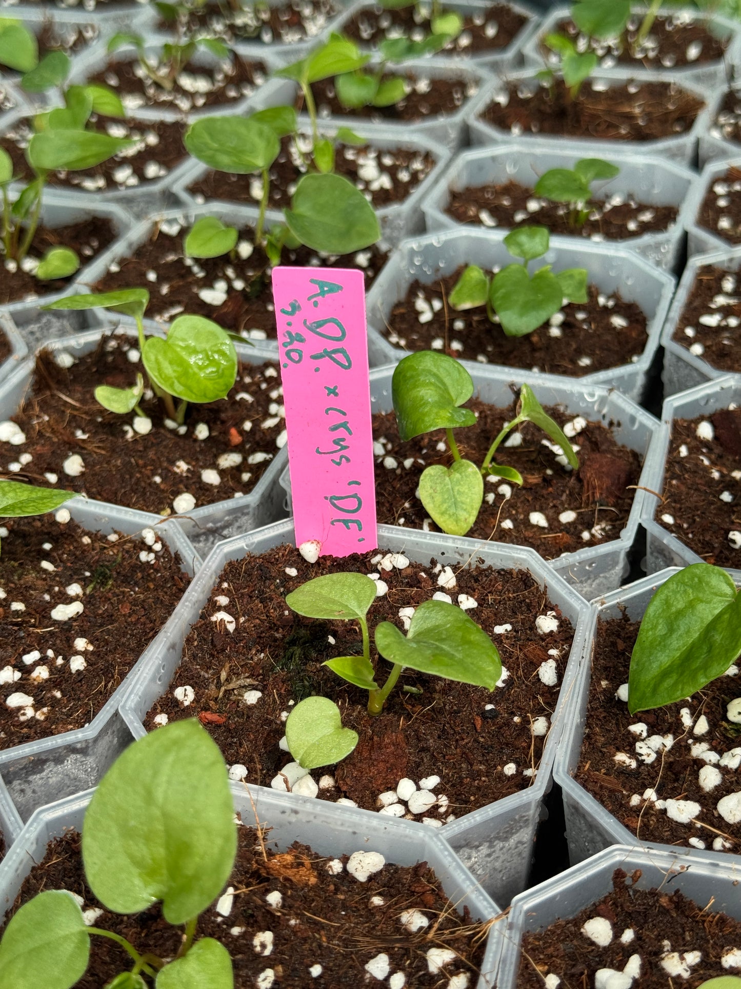 100x Waterproof Labels