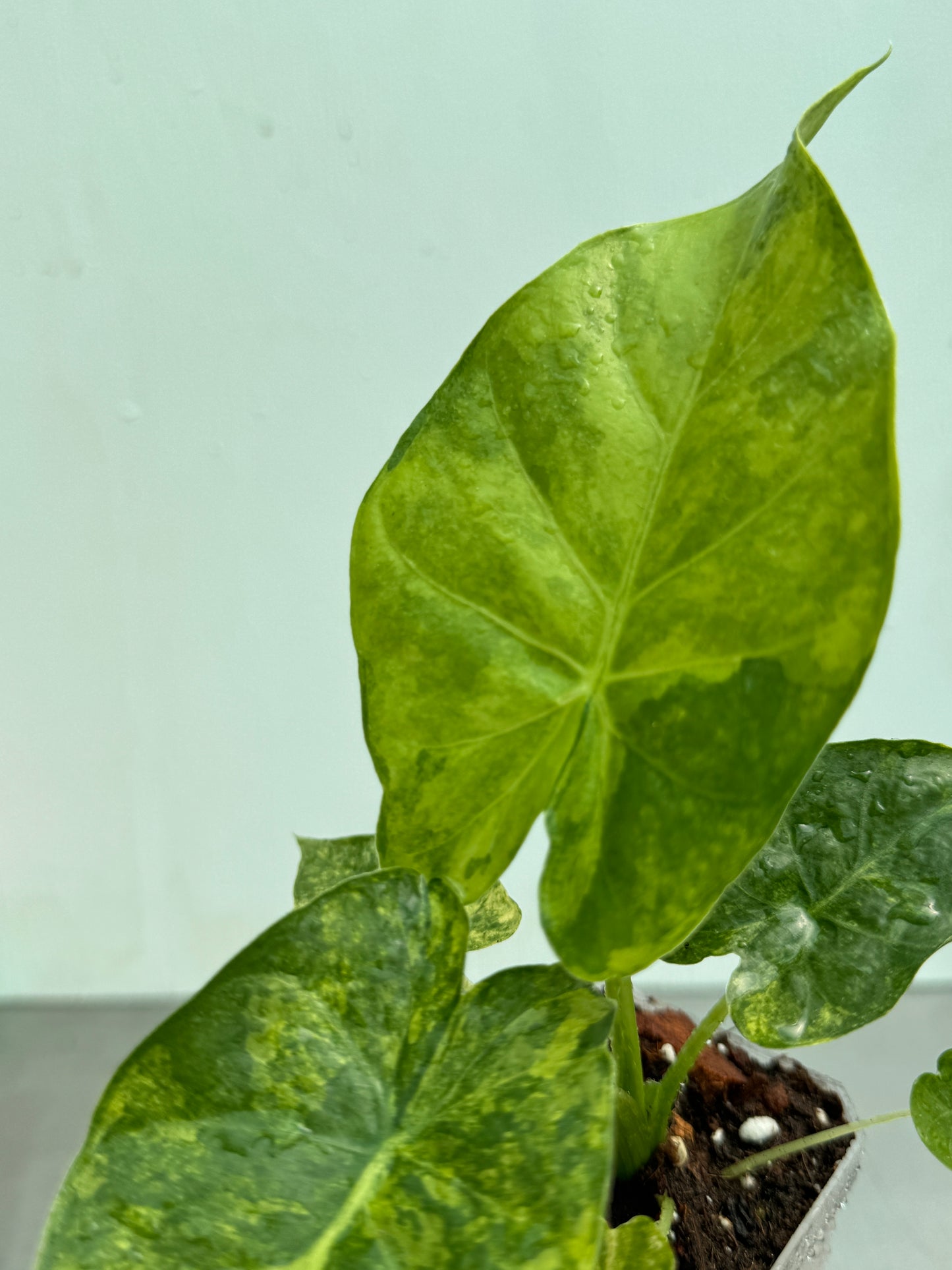 1x Unusual Mini Mystery Alocasia Subscription