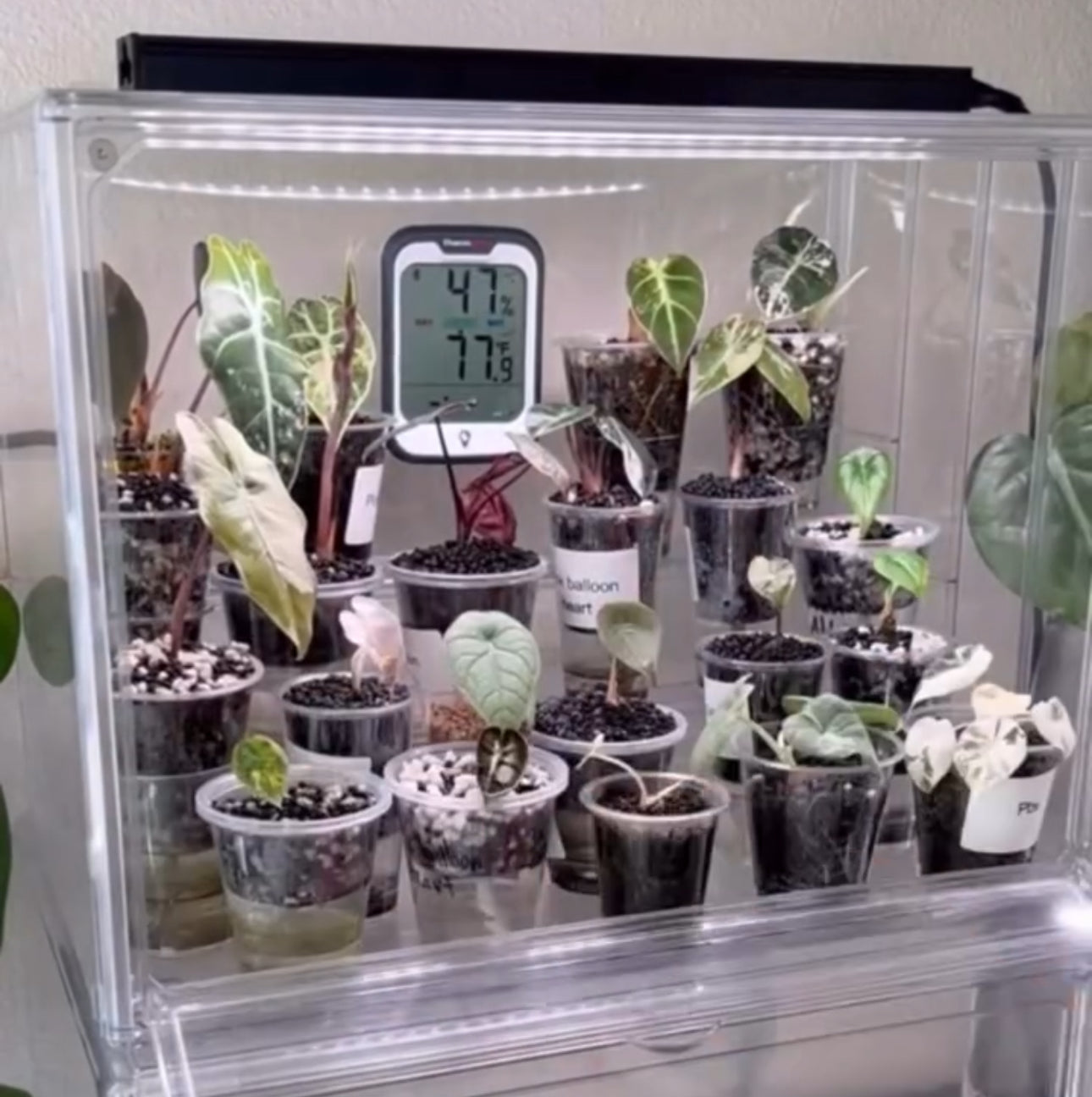 Baby Plant Cabinet filled with seedlings and cuttings in plastic pots, featuring a digital hygrometer to monitor humidity and temperature.