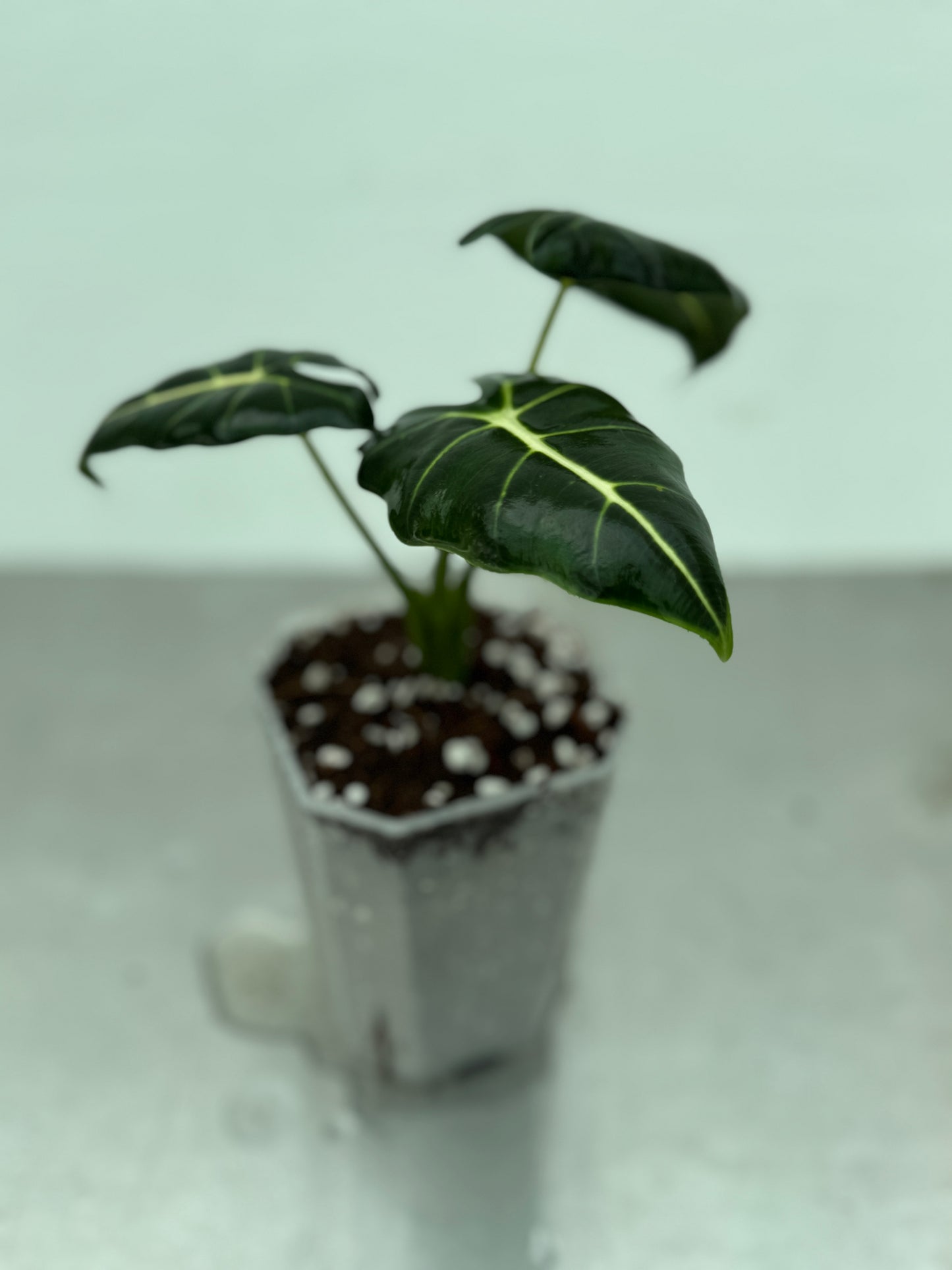 ALOCASIA MICHOLITZIANA