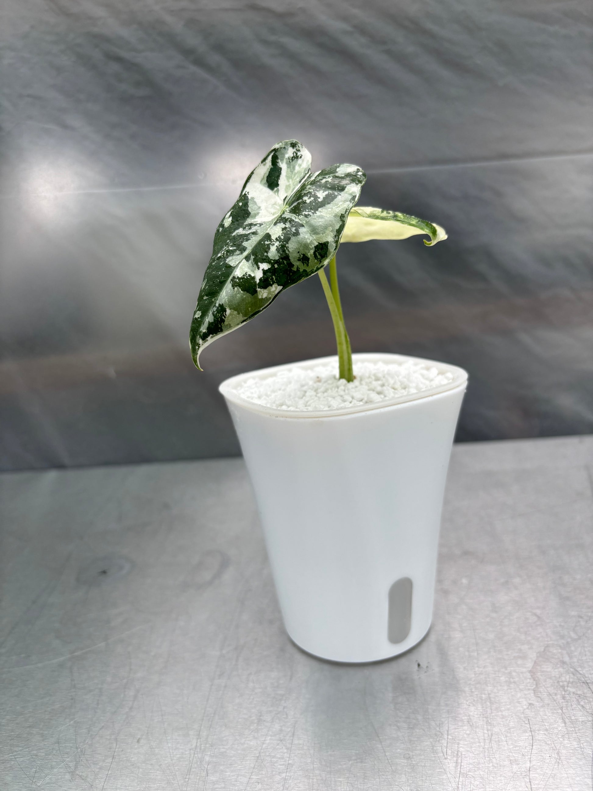 Self-watering planter with a variegated leaf plant in a sleek white container featuring a water level indicator. Ideal for low-maintenance indoor gardening.