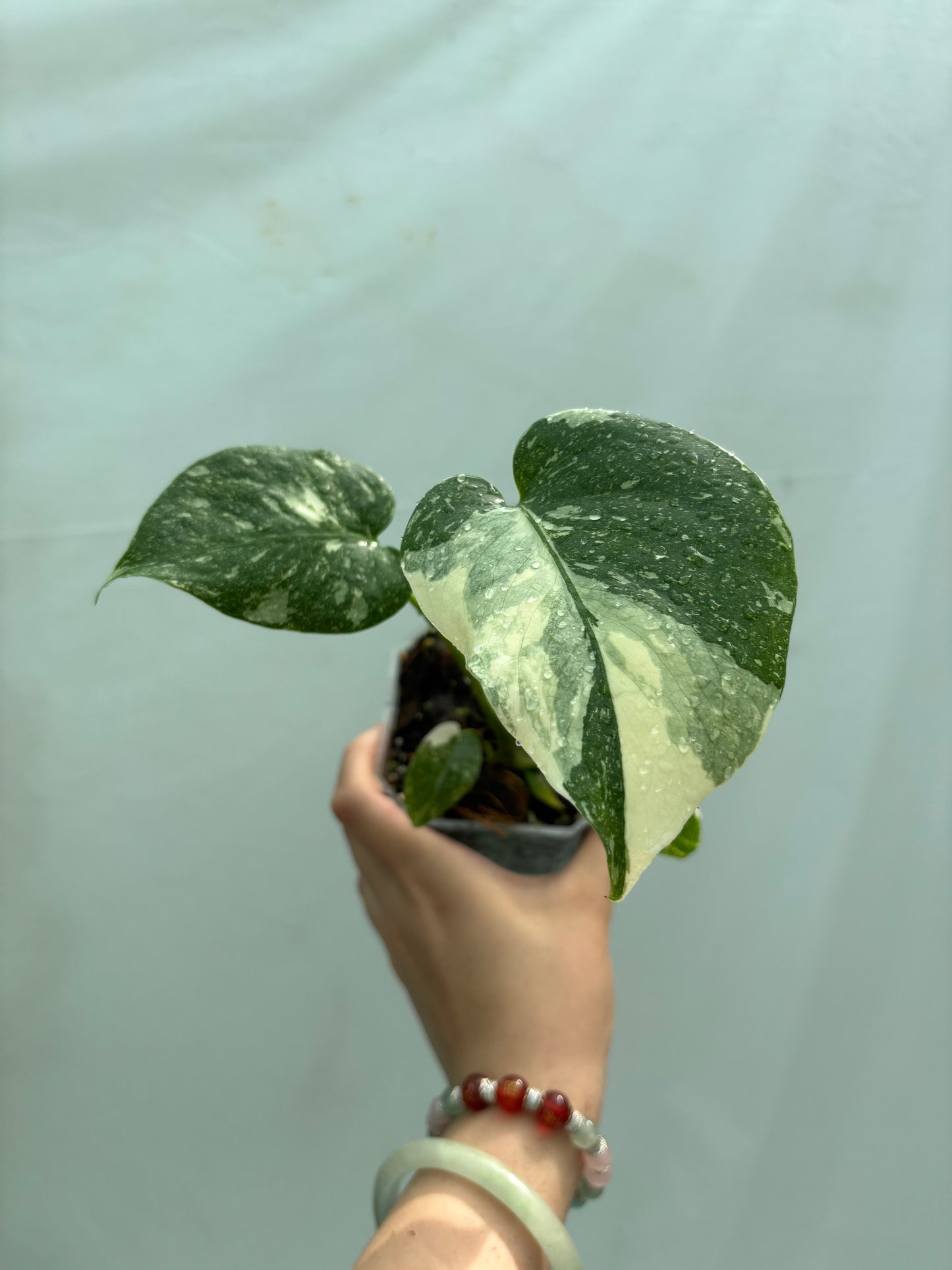Variegated green and white houseplant from the Intermediate Plant Bundle, offering unique leaf patterns for intermediate-level plant collectors.