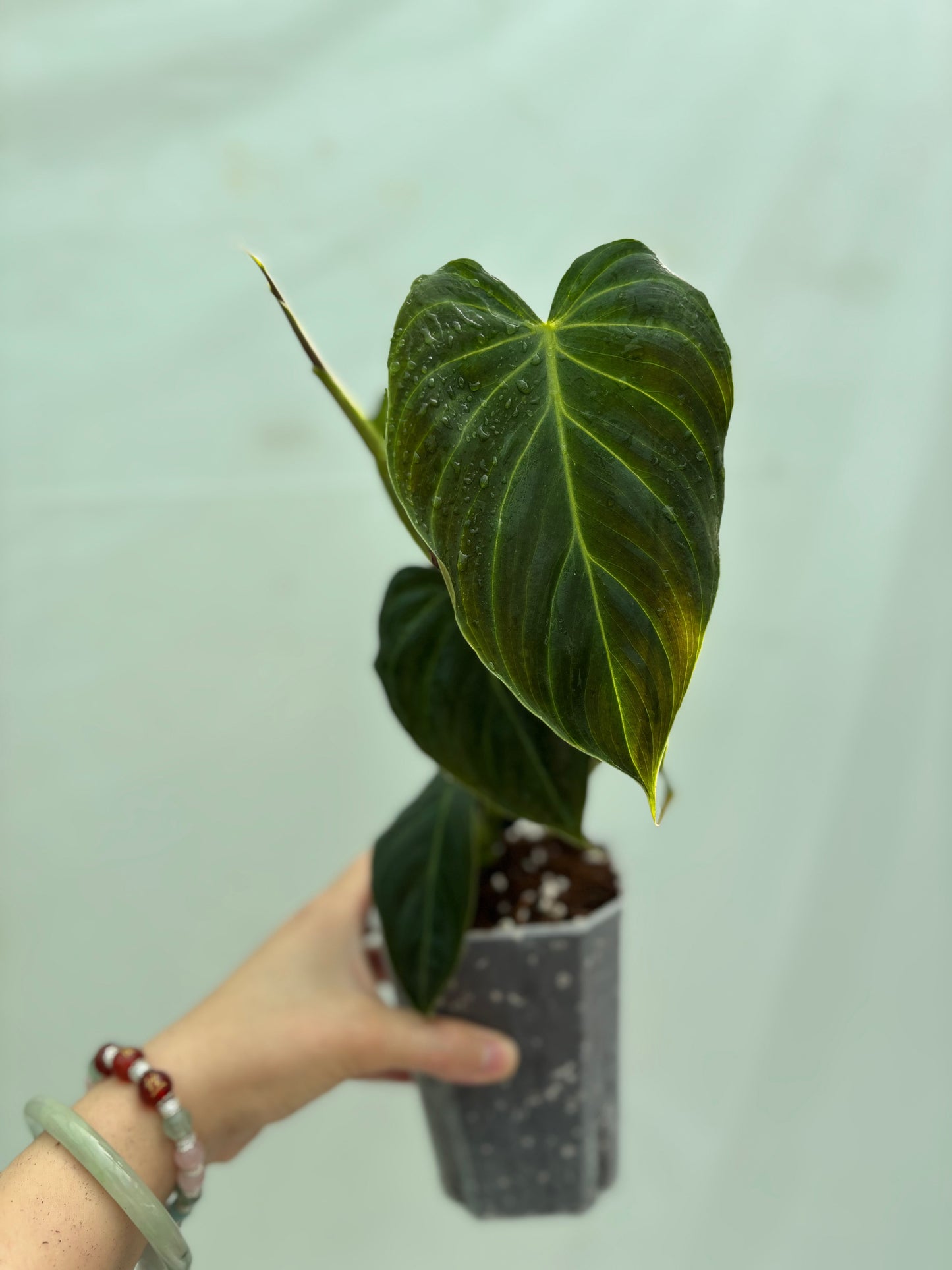 Tall heart-shaped dark green plant with yellow veins from the Intermediate Plant Bundle, perfect for adding dramatic foliage to indoor collections.