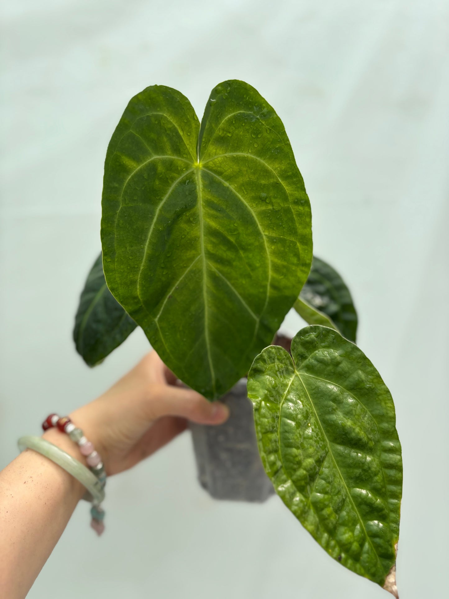 Bright green textured foliage plant from the Intermediate Plant Bundle, ideal for plant enthusiasts seeking bold leaf structure and vibrant color.