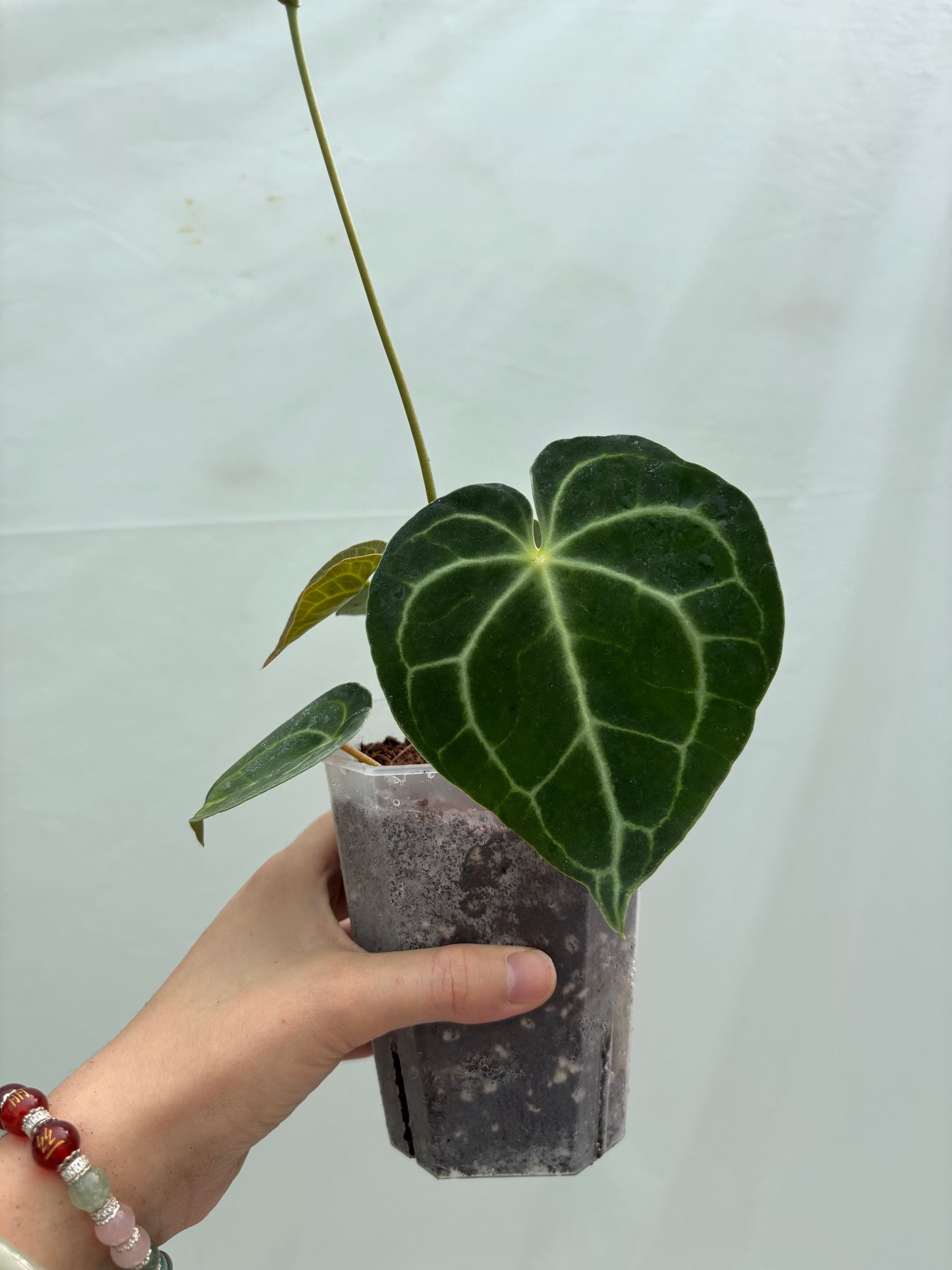 Heart-shaped velvet leaf plant from the Beginner Friendly Plant Bundle, known for its bold veining and low-maintenance care needs.