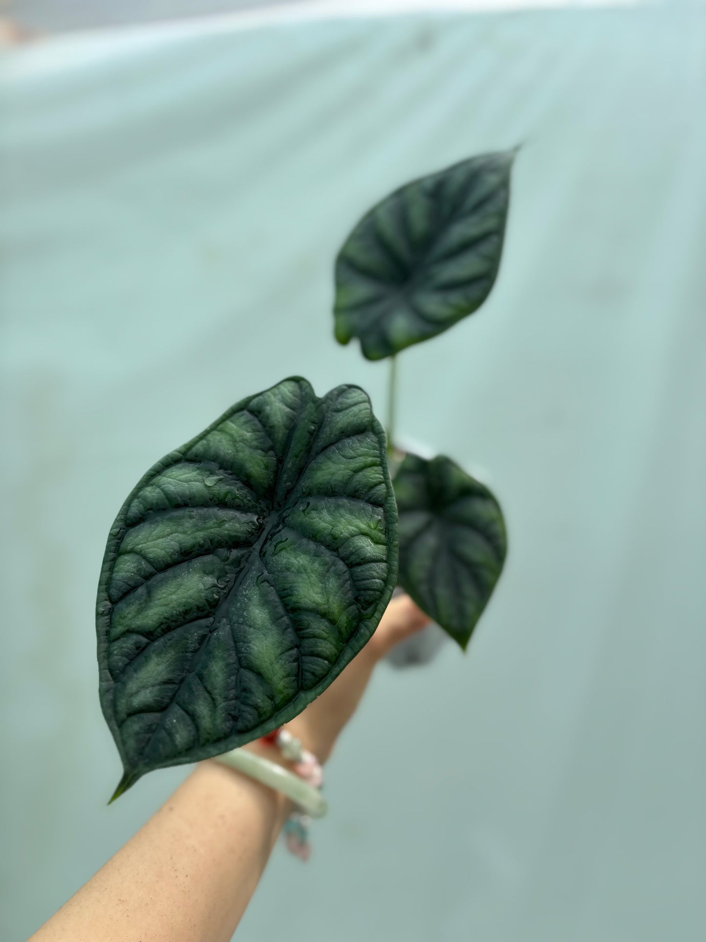 Dark green textured foliage plant from the Beginner Friendly Plant Bundle, ideal for beginners wanting a dramatic yet easy-care houseplant.