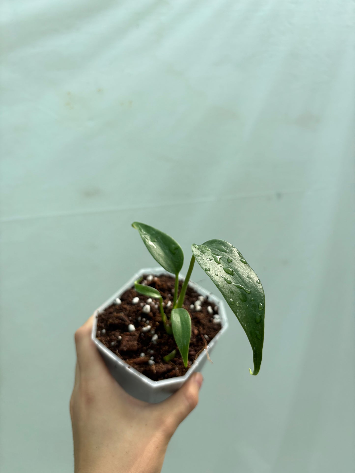 Small tropical plant with glossy green leaves from the Beginner Friendly Plant Bundle, perfect for novice plant lovers starting their collection.