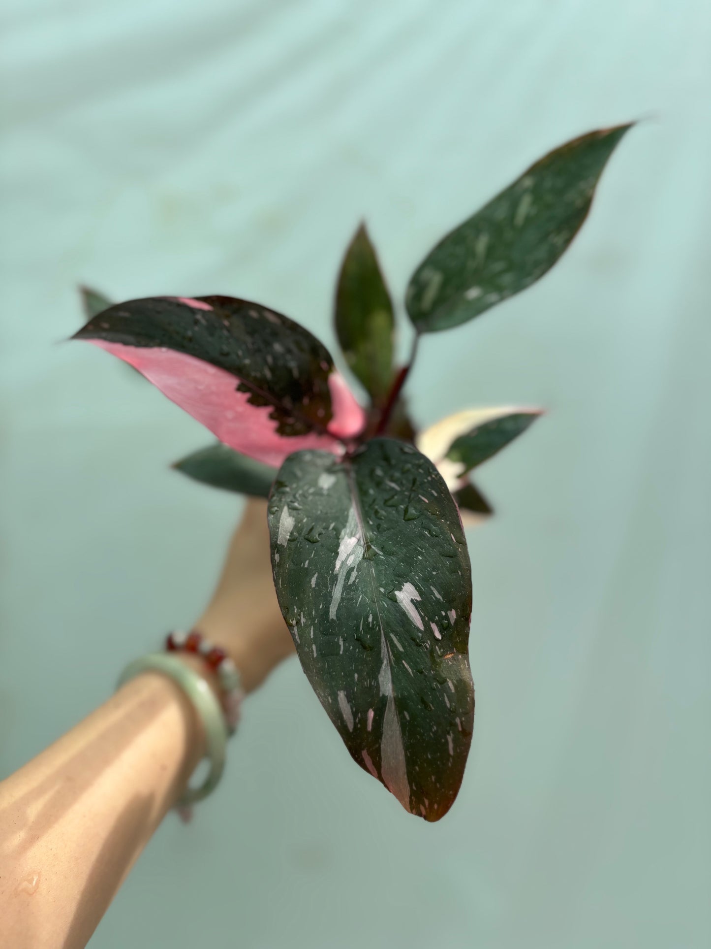 Pink variegated tropical plant from the Beginner Friendly Plant Bundle, showcasing striking foliage perfect for beginner plant enthusiasts.