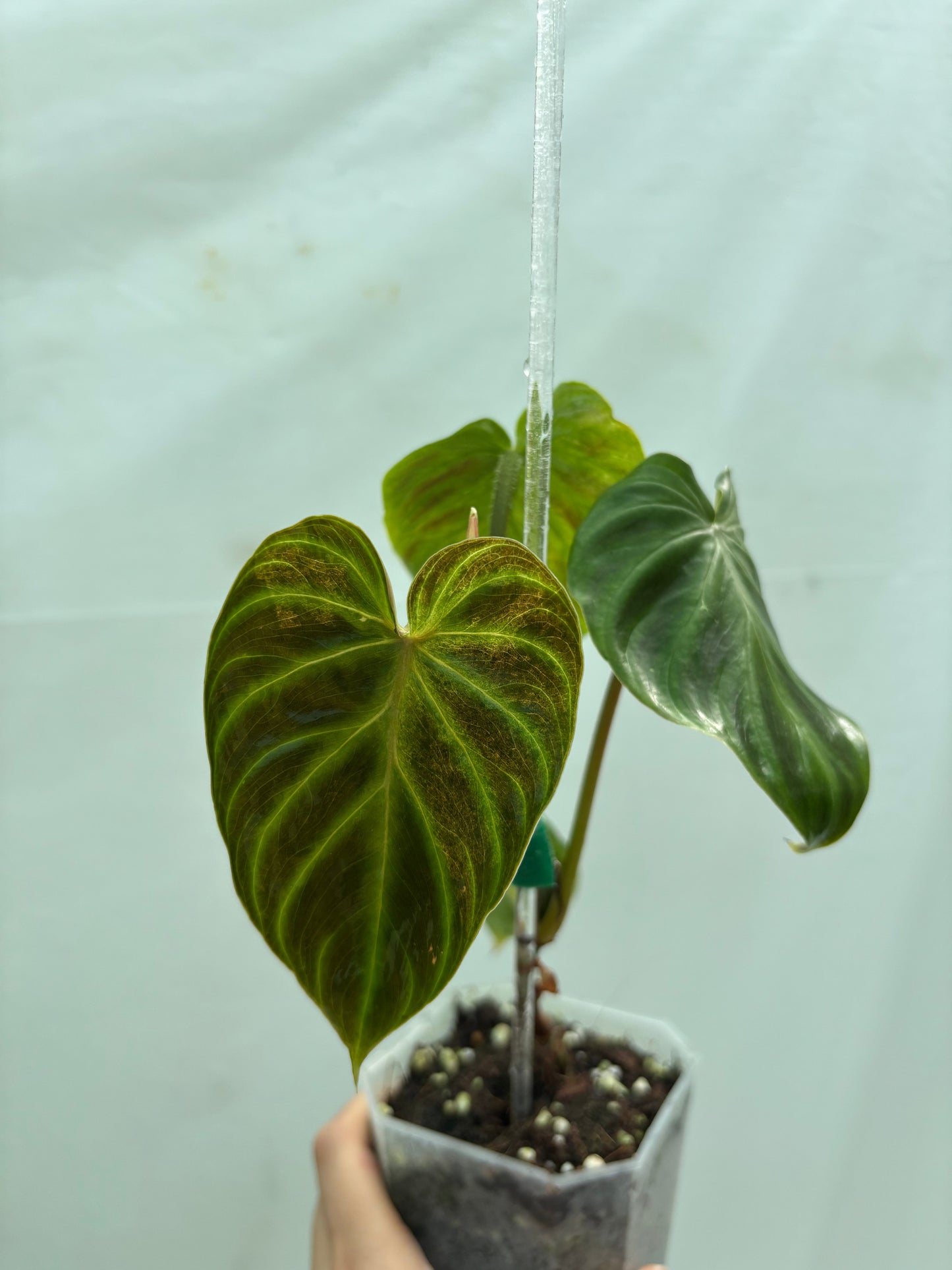 Heart-shaped velvet-leaf Philodendron from the Experienced Plant Parent Bundle, showcasing deep green tones and vibrant veining for collectors.