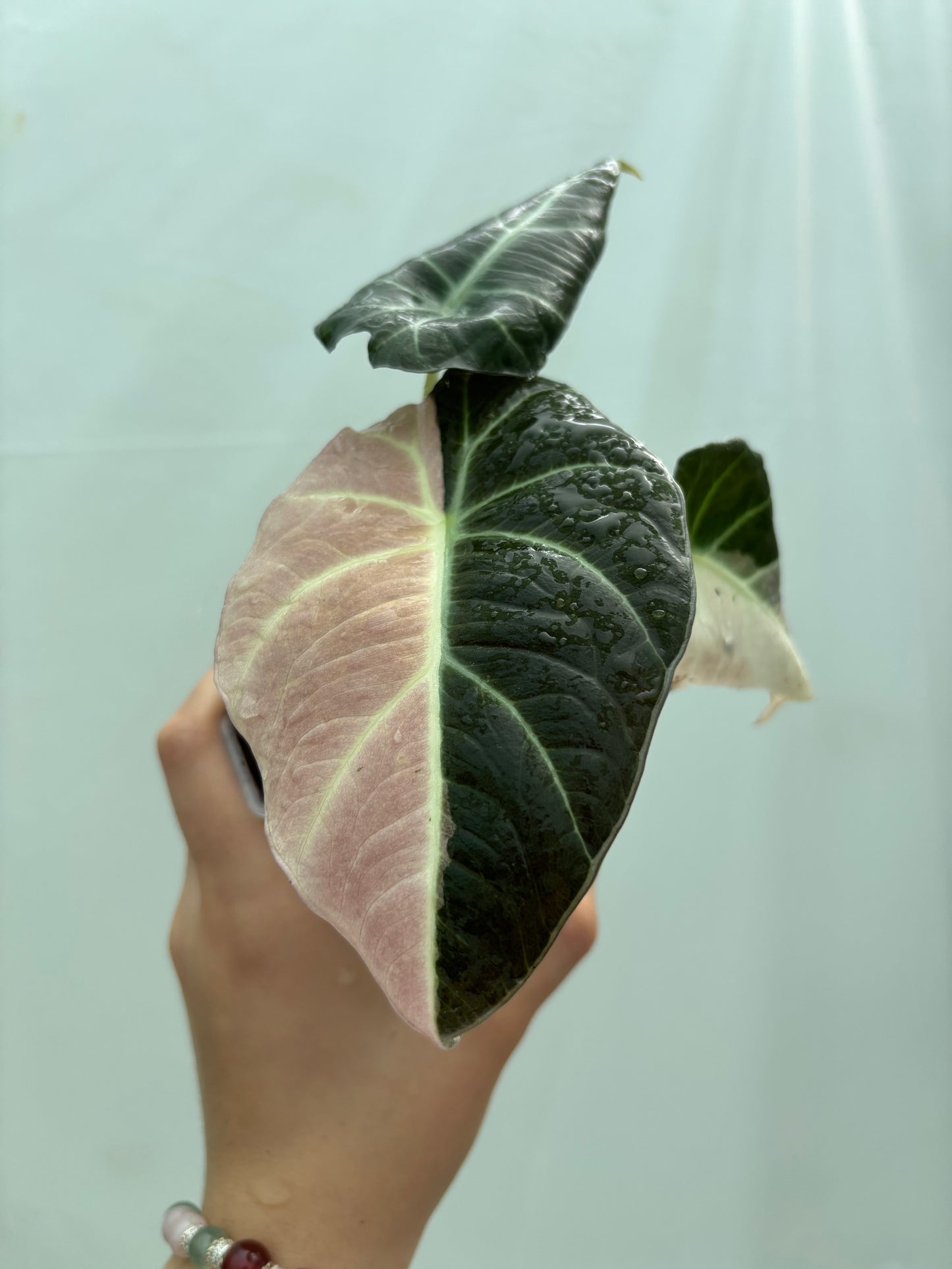 Alocasia with pink and dark green foliage from the Experienced Plant Parent Bundle, a striking choice for seasoned indoor plant collectors.