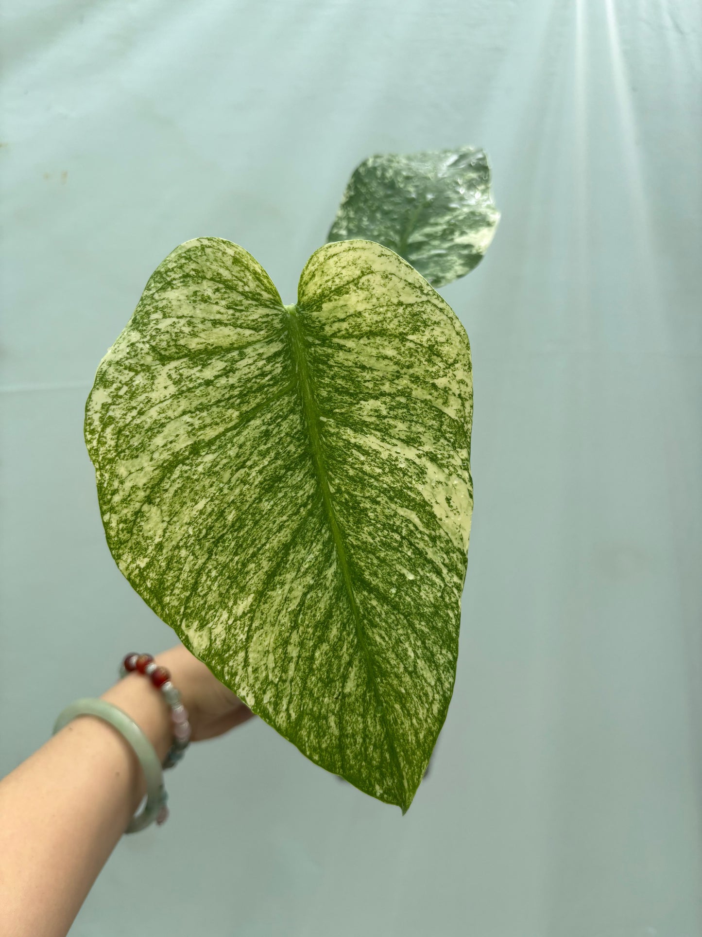 Variegated leaf plant from the Experienced Plant Parent Bundle, displaying marbled green and white patterns perfect for plant enthusiasts.
