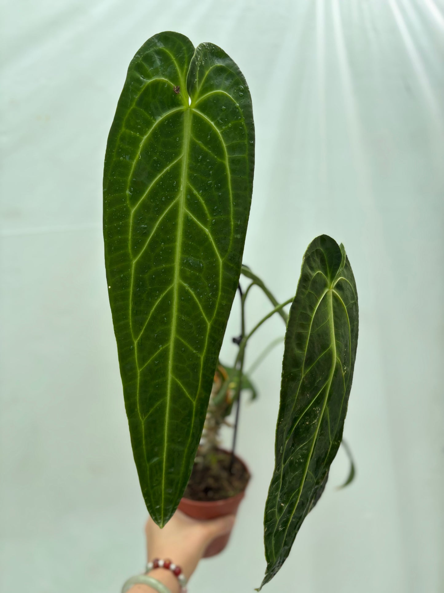 Tall Anthurium with elongated dark green leaves and bright veining from the Experienced Plant Parent Bundle, ideal for rare plant lovers.