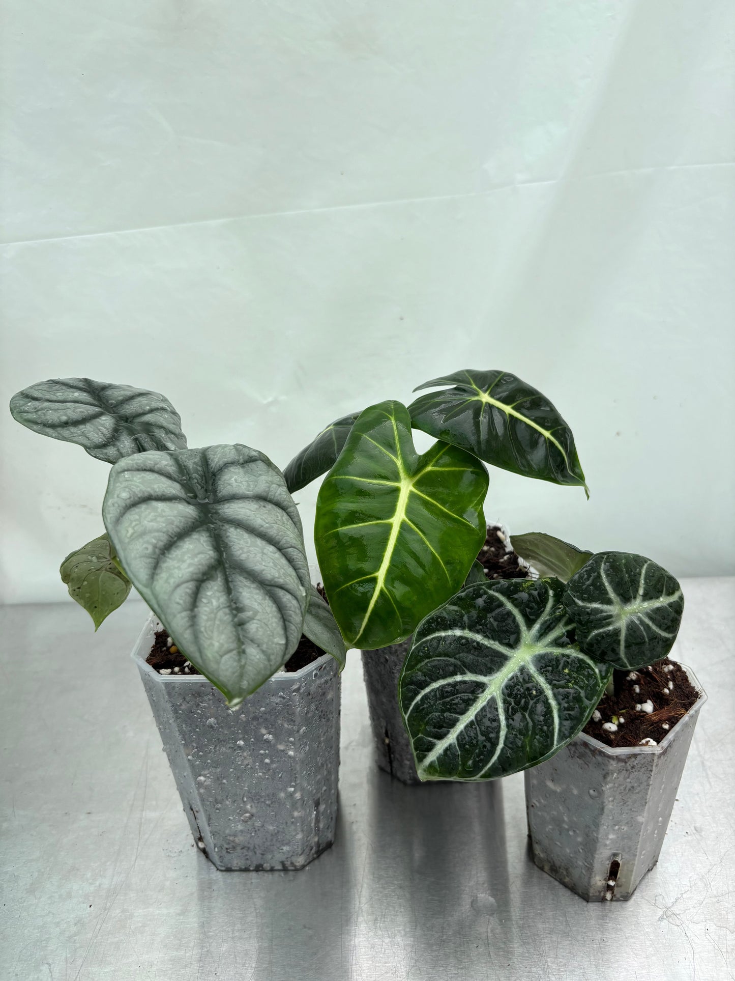 Easy Alocasia Bundle featuring three beginner-friendly Alocasia plants with striking foliage in nursery pots, ideal for indoor plant lovers.