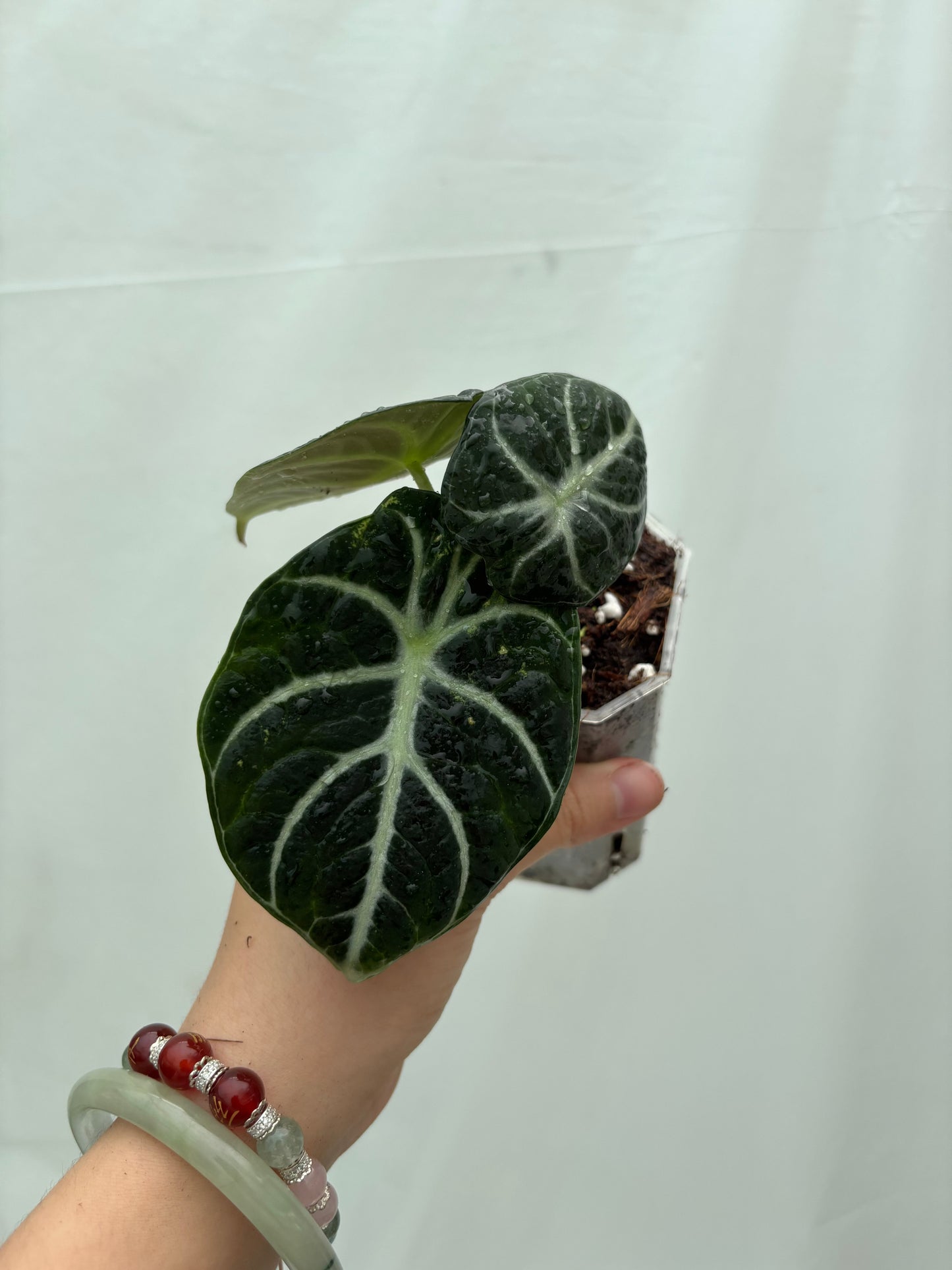 Velvety dark green Alocasia with white veins from the Easy Alocasia Bundle, perfect for adding bold texture to indoor plant collections.