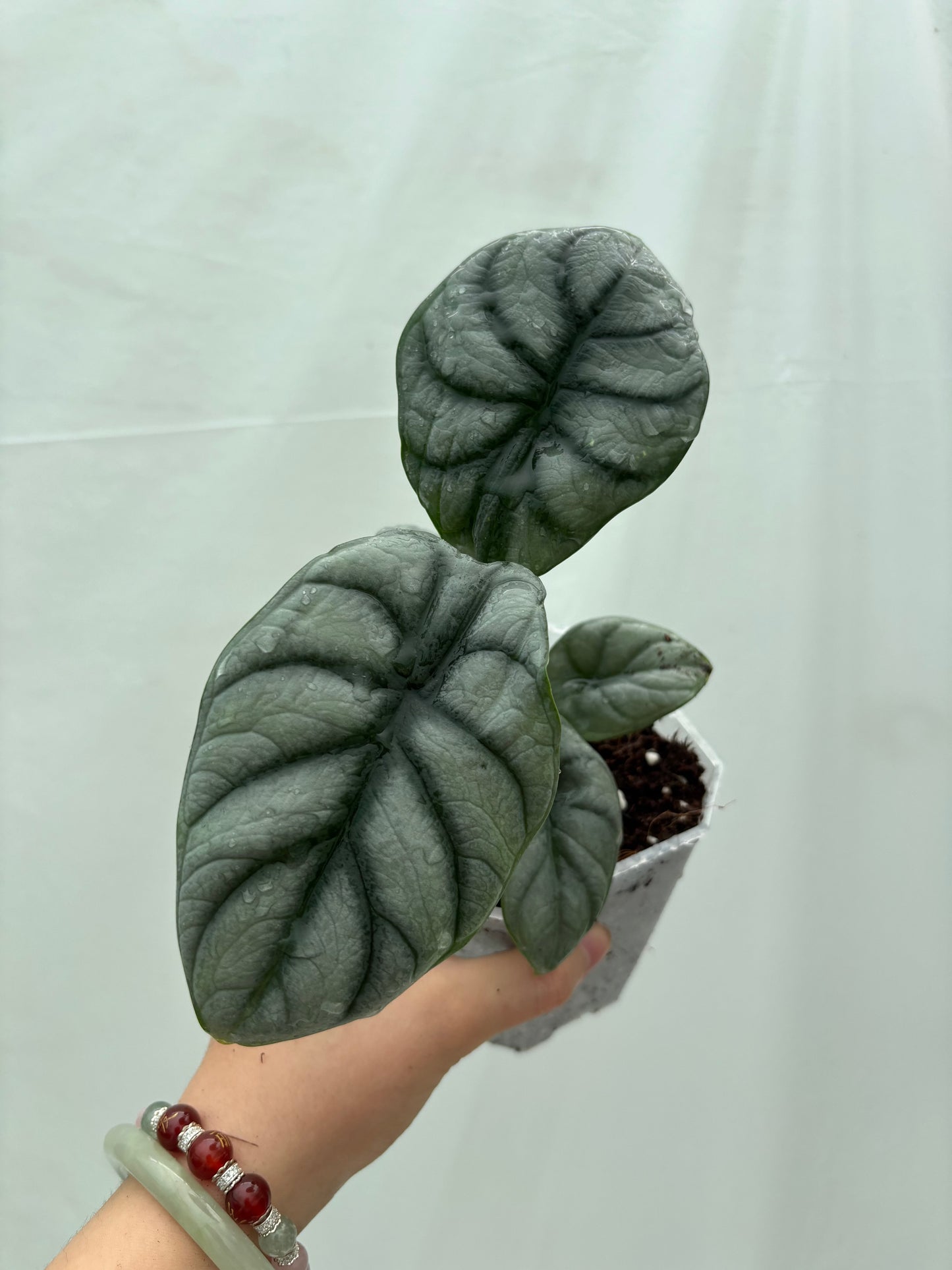 Close-up of a silver-veined Alocasia from the Easy Alocasia Bundle, showcasing its textured, heart-shaped leaves in a small pot.