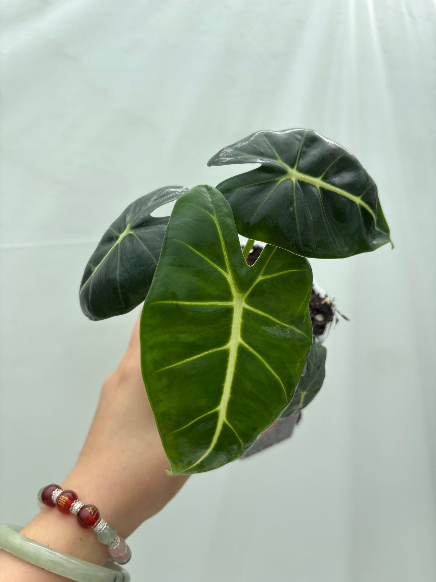Bright green Alocasia with vivid white veins from the Easy Alocasia Bundle, a low-maintenance tropical plant for home decor.