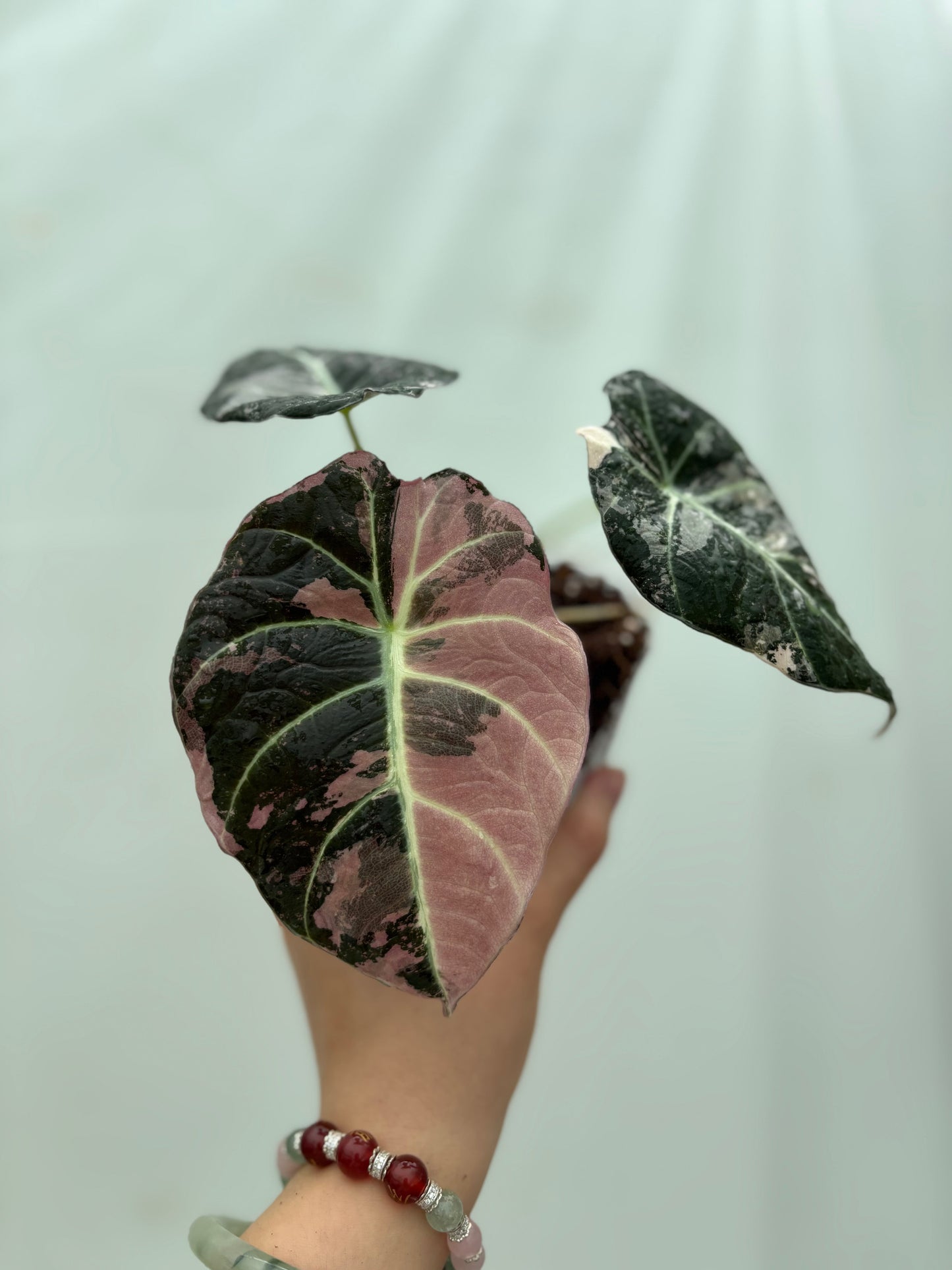 Pink and dark green variegated alocasia leaf from the Hard alocasia bundle, highlighting its striking contrast and vibrant vein structure.