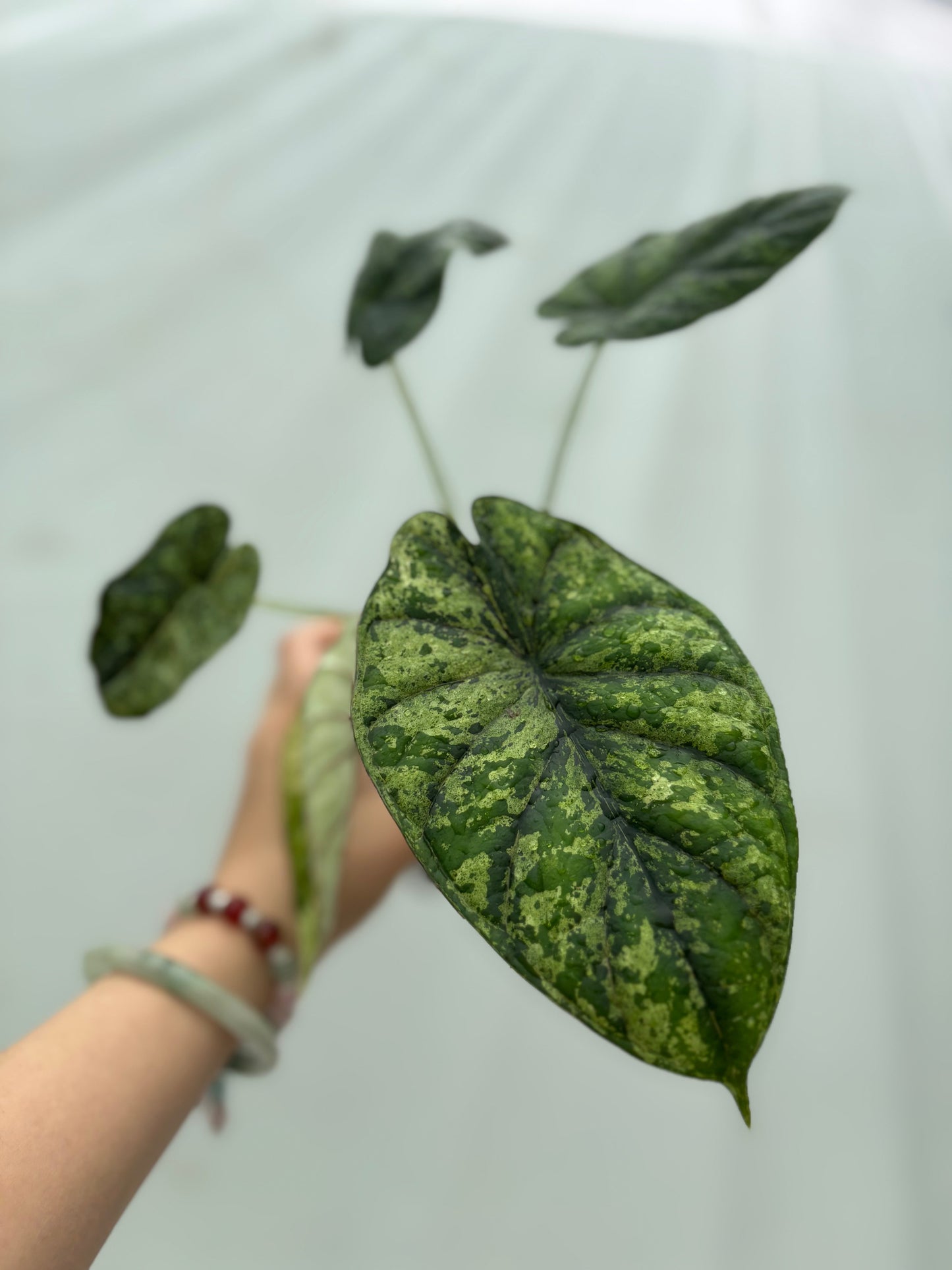 Speckled dark and light green alocasia leaf from the Hard alocasia bundle, perfect for adding bold texture to indoor plant collections.