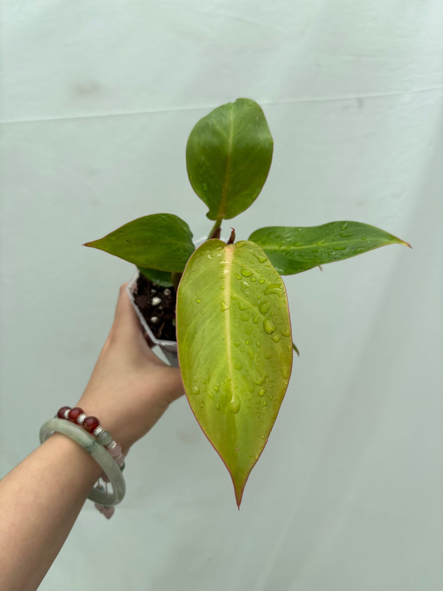 Close-up of a Philodendron from the Easy Philodendron bundle with glossy green leaves and red stems, perfect for easy indoor plant care.