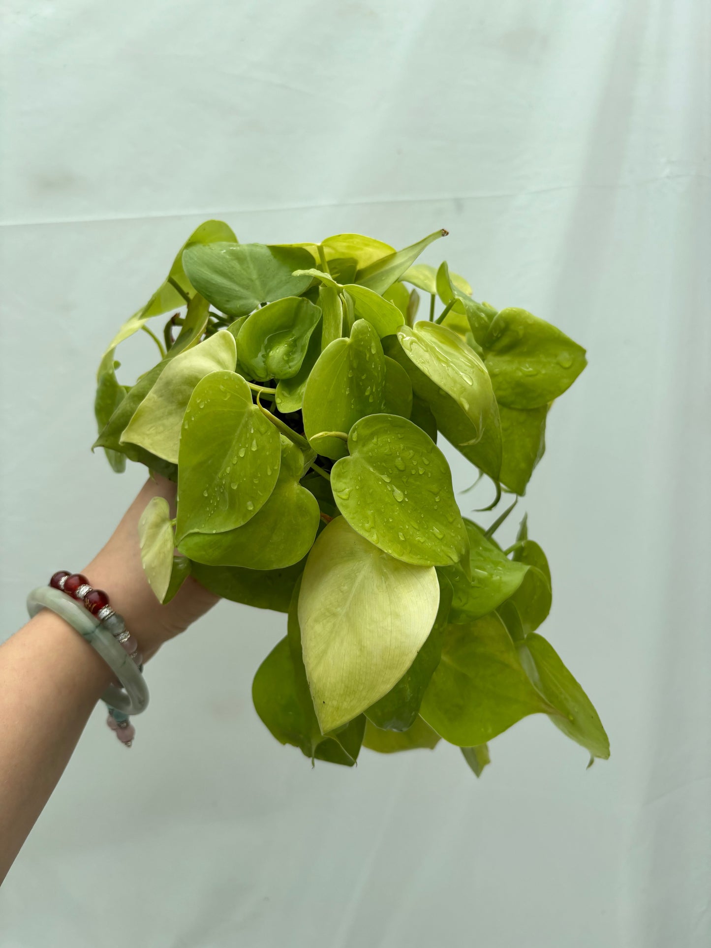 Lush Philodendron with bright lime-green heart-shaped leaves from the Easy Philodendron bundle, great for adding color to any space.