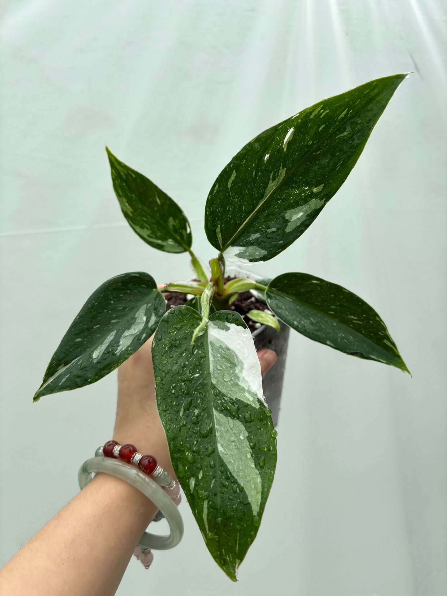 Variegated Philodendron with dark green and white-splashed leaves from the Easy Philodendron bundle, ideal for stylish, low-effort plant lovers.