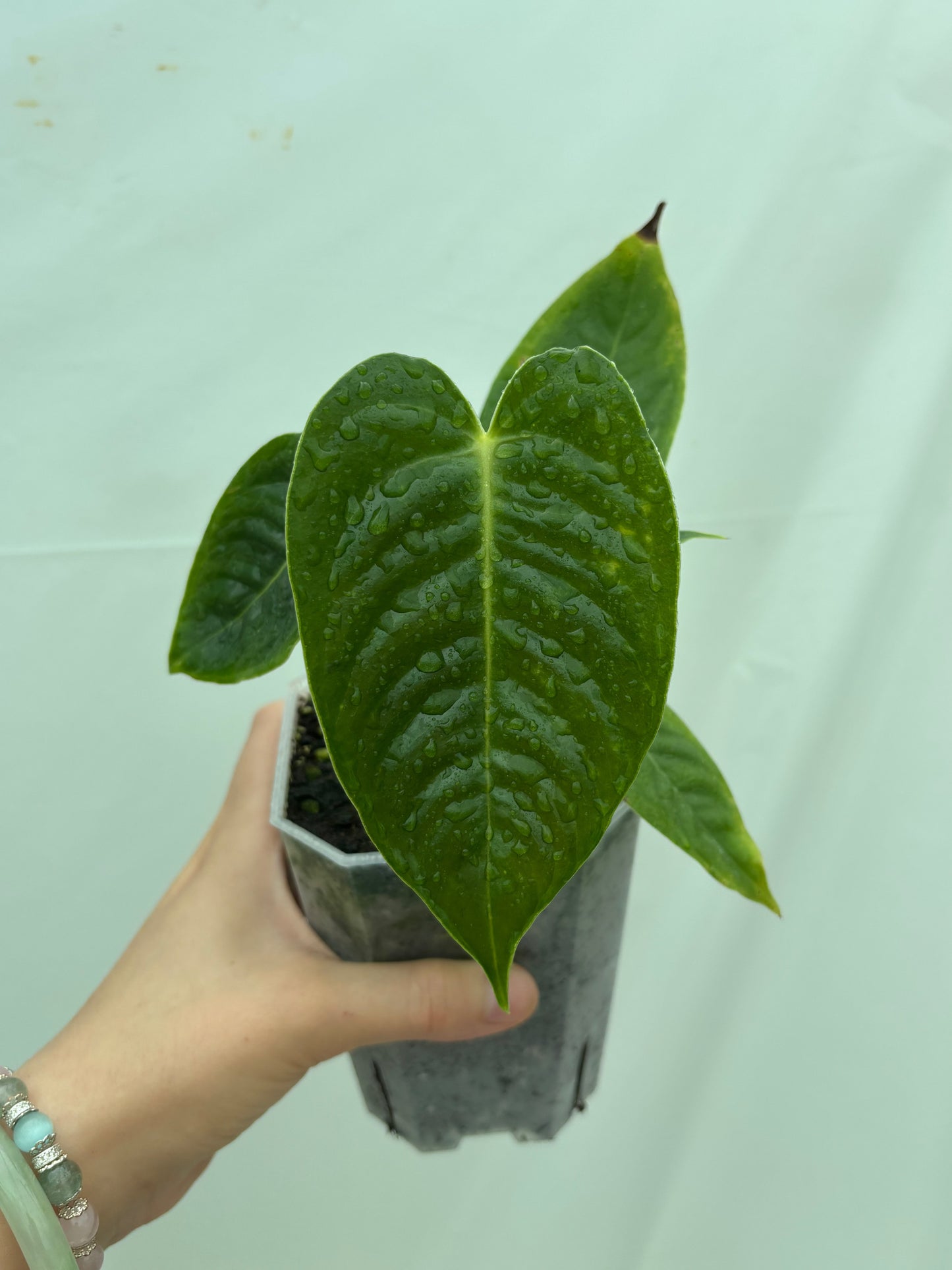 Single plant from the Easy Anthurium Bundle with glossy, ridged green leaves, perfect for indoor plant lovers seeking exotic foliage.
