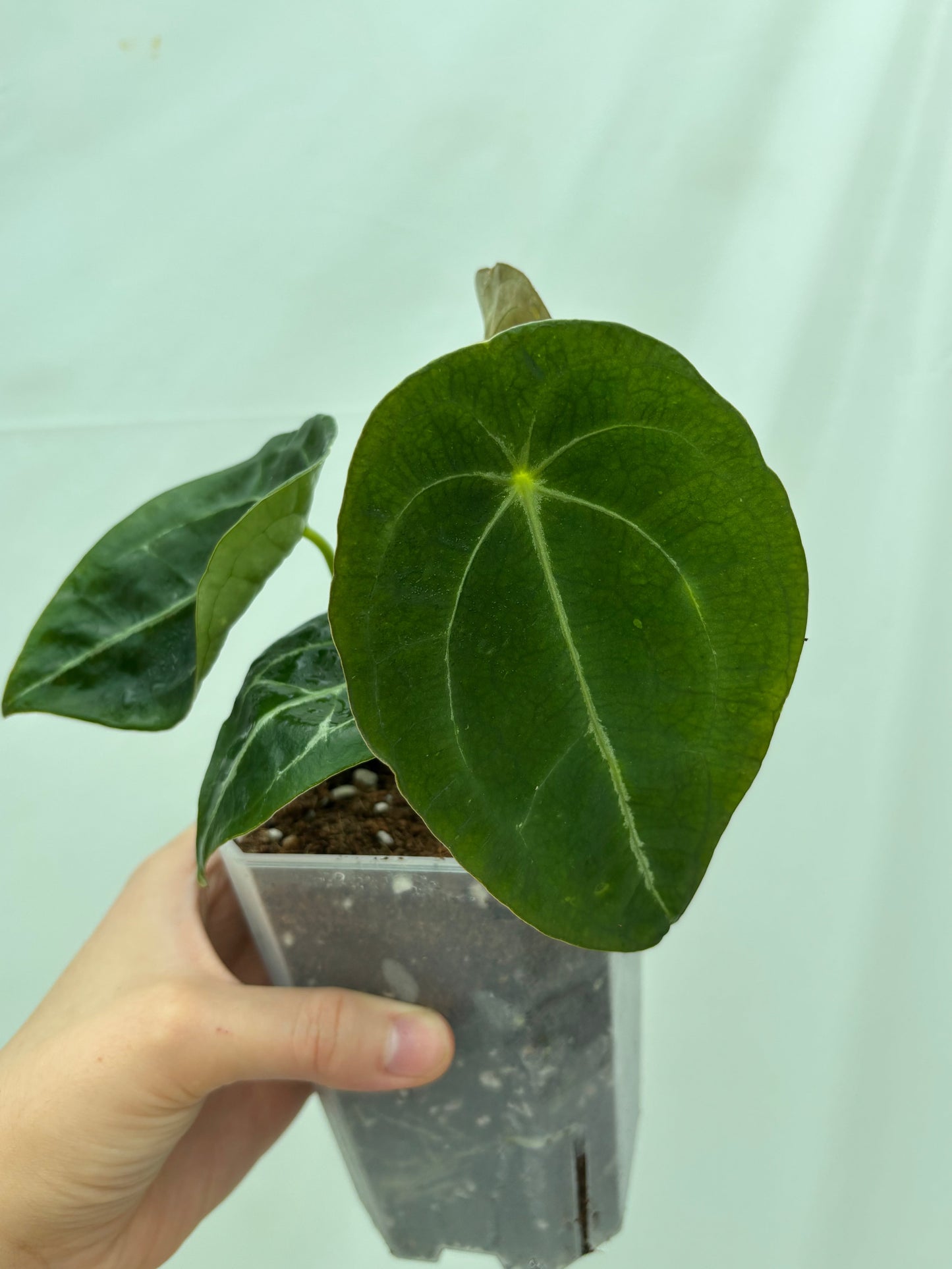 Anthurium plant from the Easy Anthurium Bundle with rounded dark green leaves, great for collectors of easy-care tropical plants.