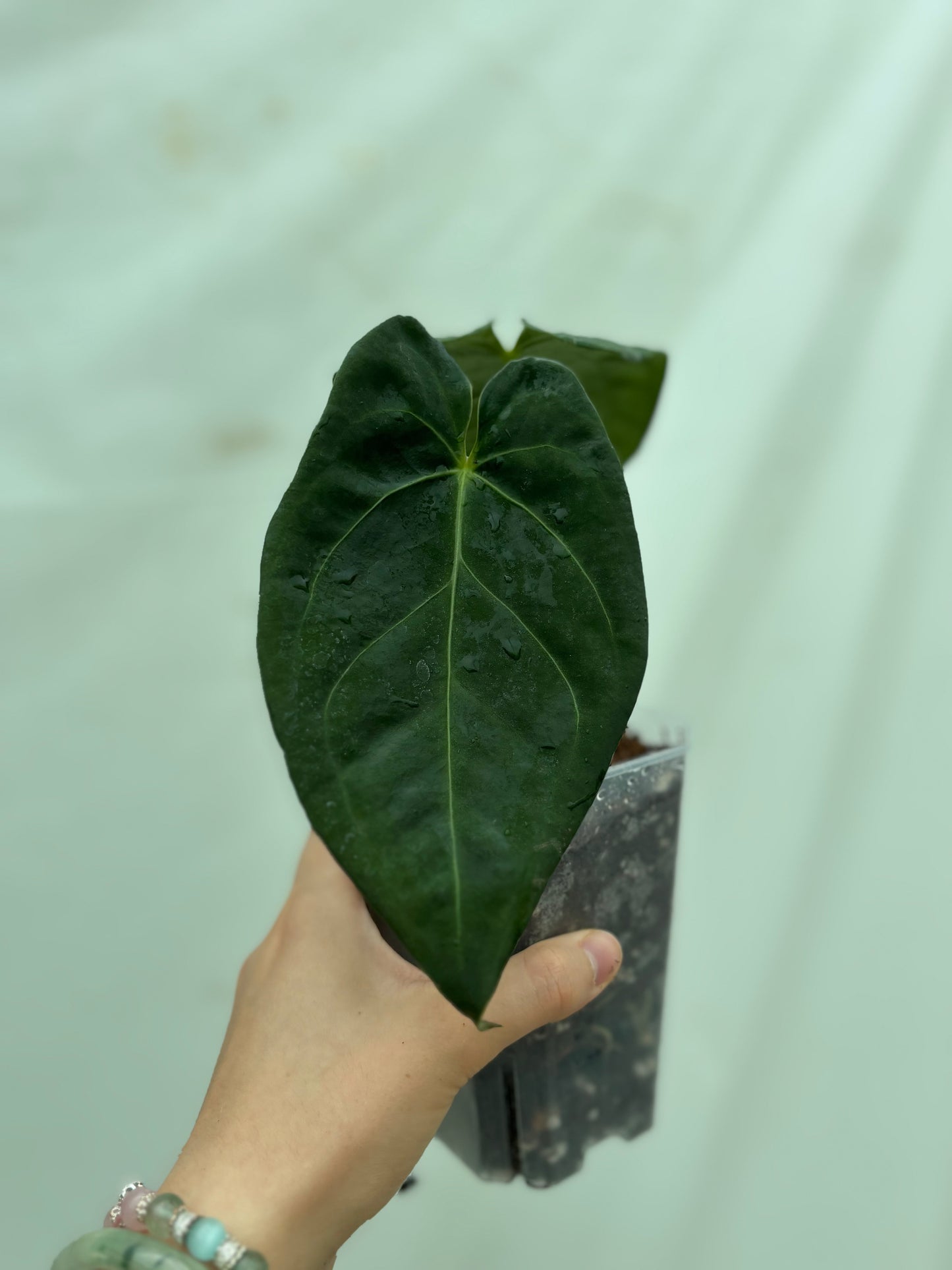Hard anthurium bundle close-up of a single anthurium with deep green, heart-shaped leaf in a clear pot, suited for advanced indoor gardeners.
