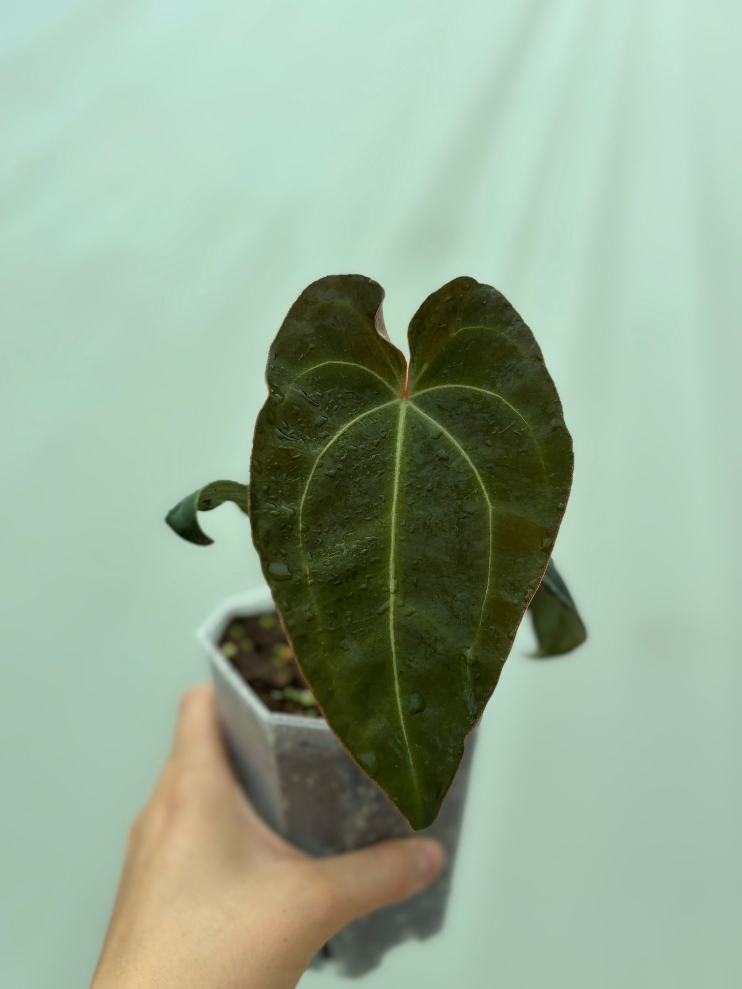 Hard anthurium bundle highlighting a rare anthurium with reddish-green foliage and defined veins, potted for expert plant collectors.