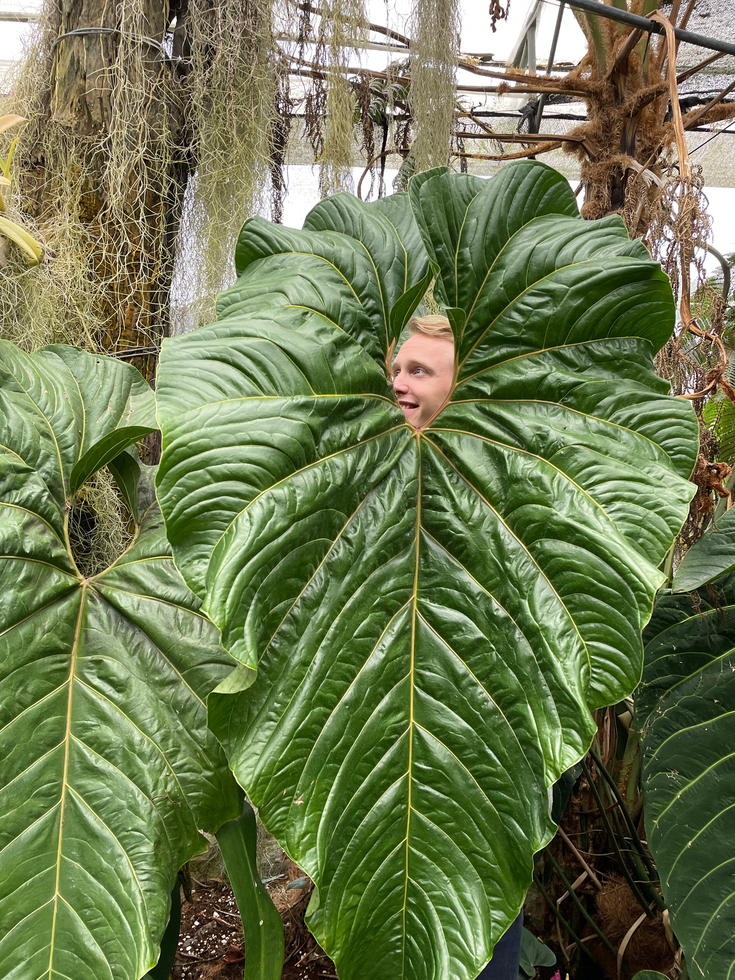 Unique houseplants for all - to your local post office or in our shop!
– Plantthatplant