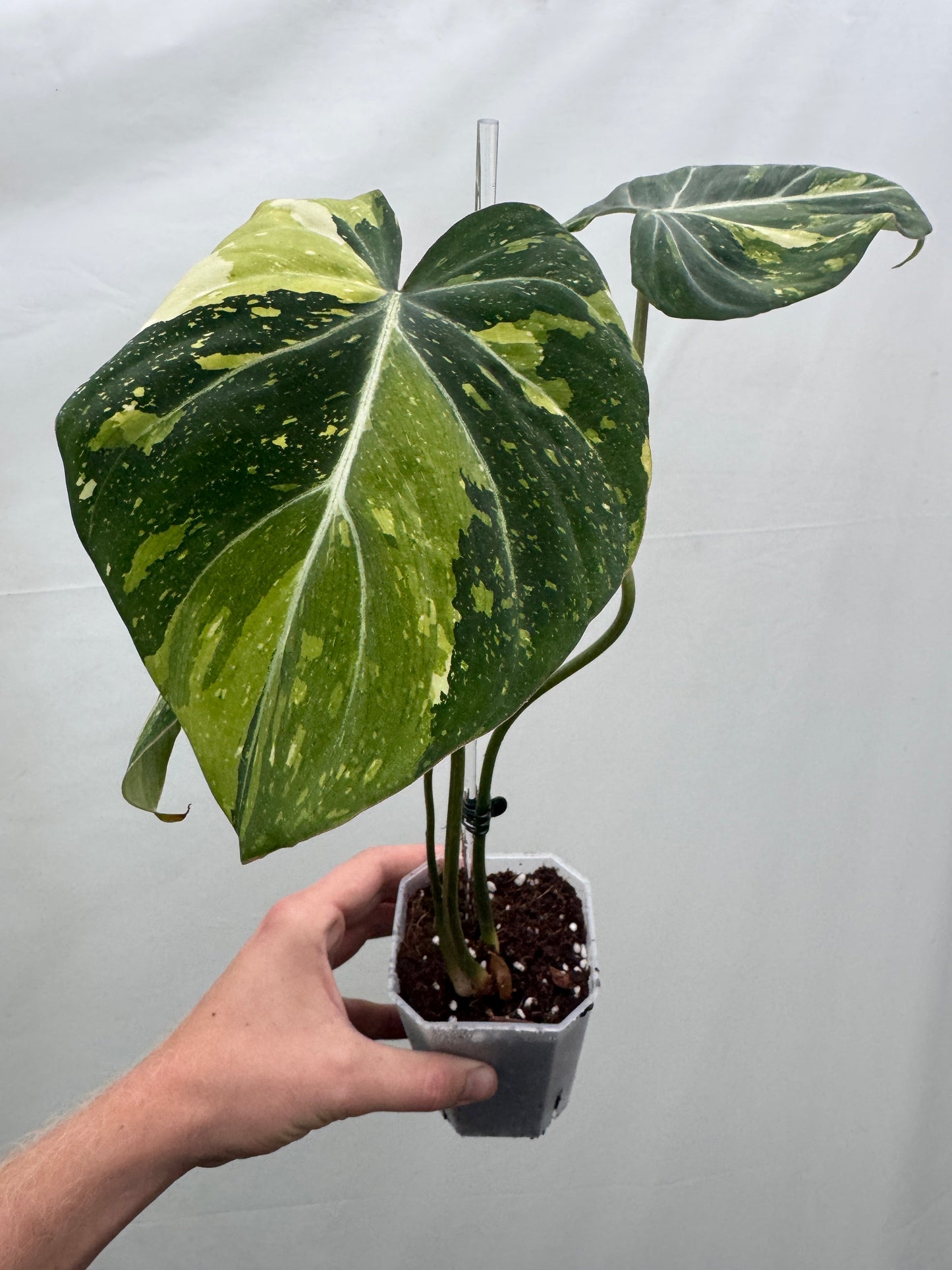 Philodendron gloriosum TRICOLOUR potted houseplant with large heart-shaped variegated green and yellow leaves, ideal for indoor decor.