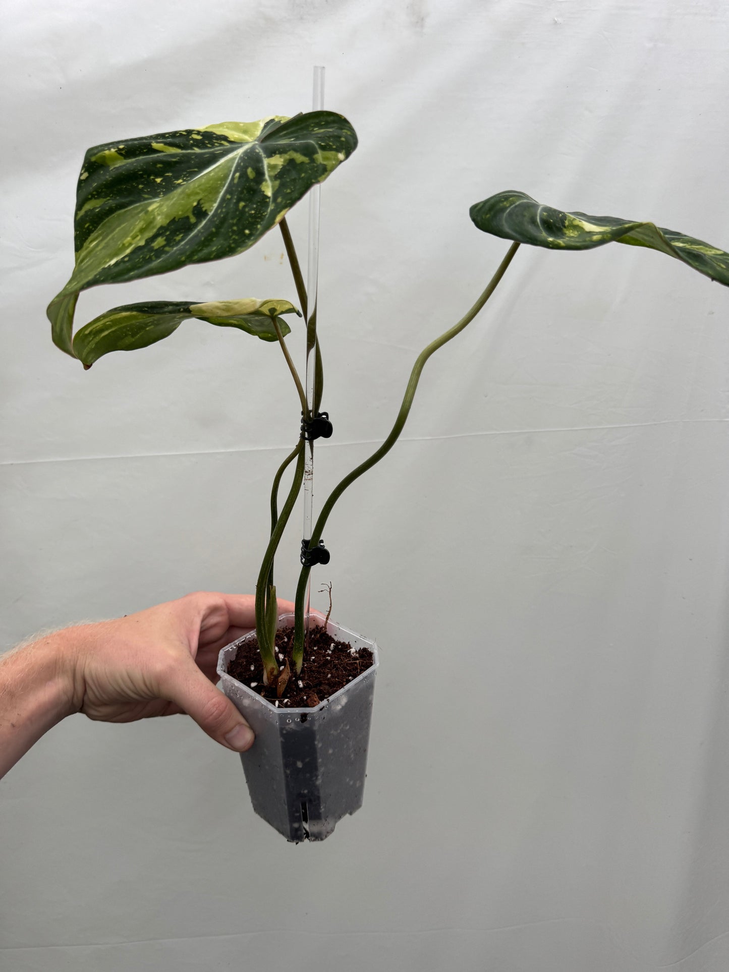 Philodendron gloriosum TRICOLOUR