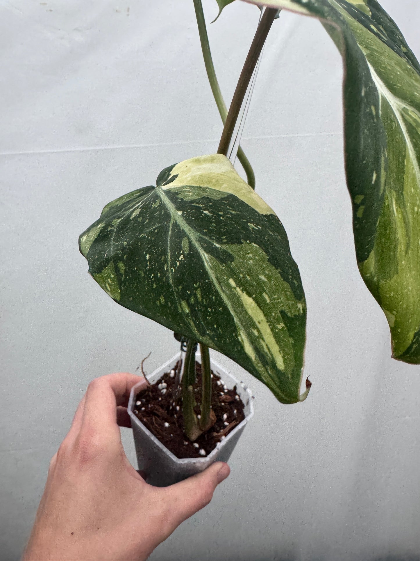 Philodendron gloriosum TRICOLOUR