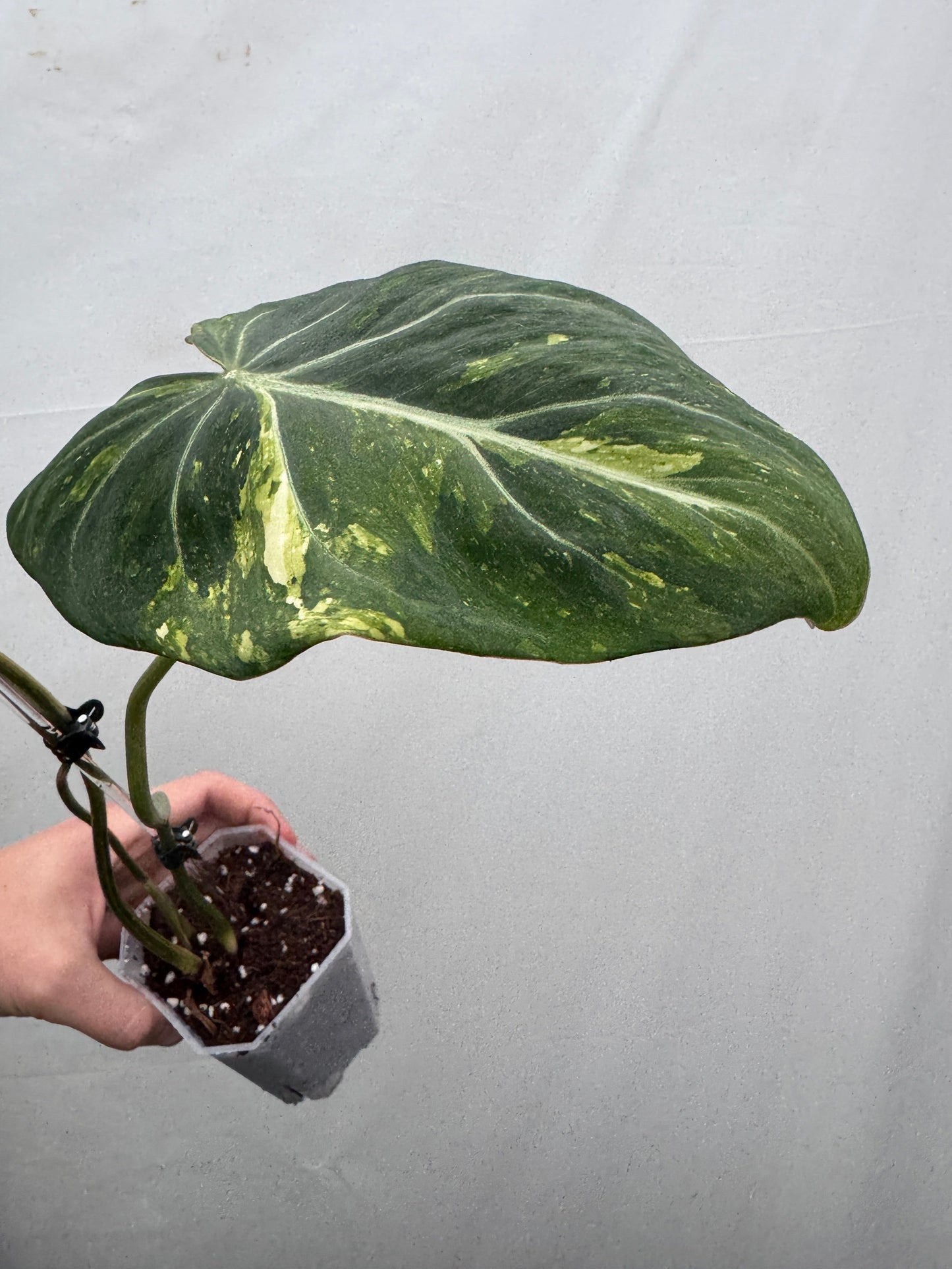 Philodendron gloriosum TRICOLOUR