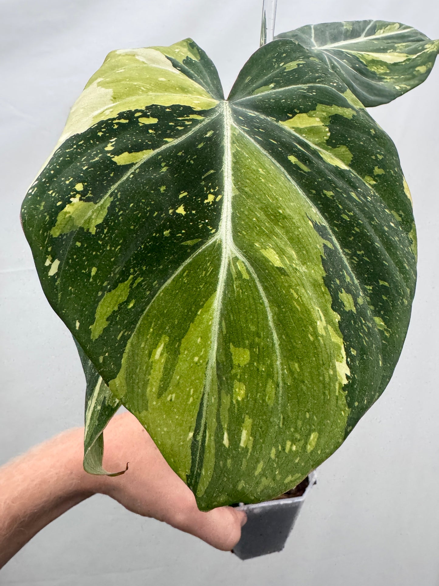Philodendron gloriosum TRICOLOUR