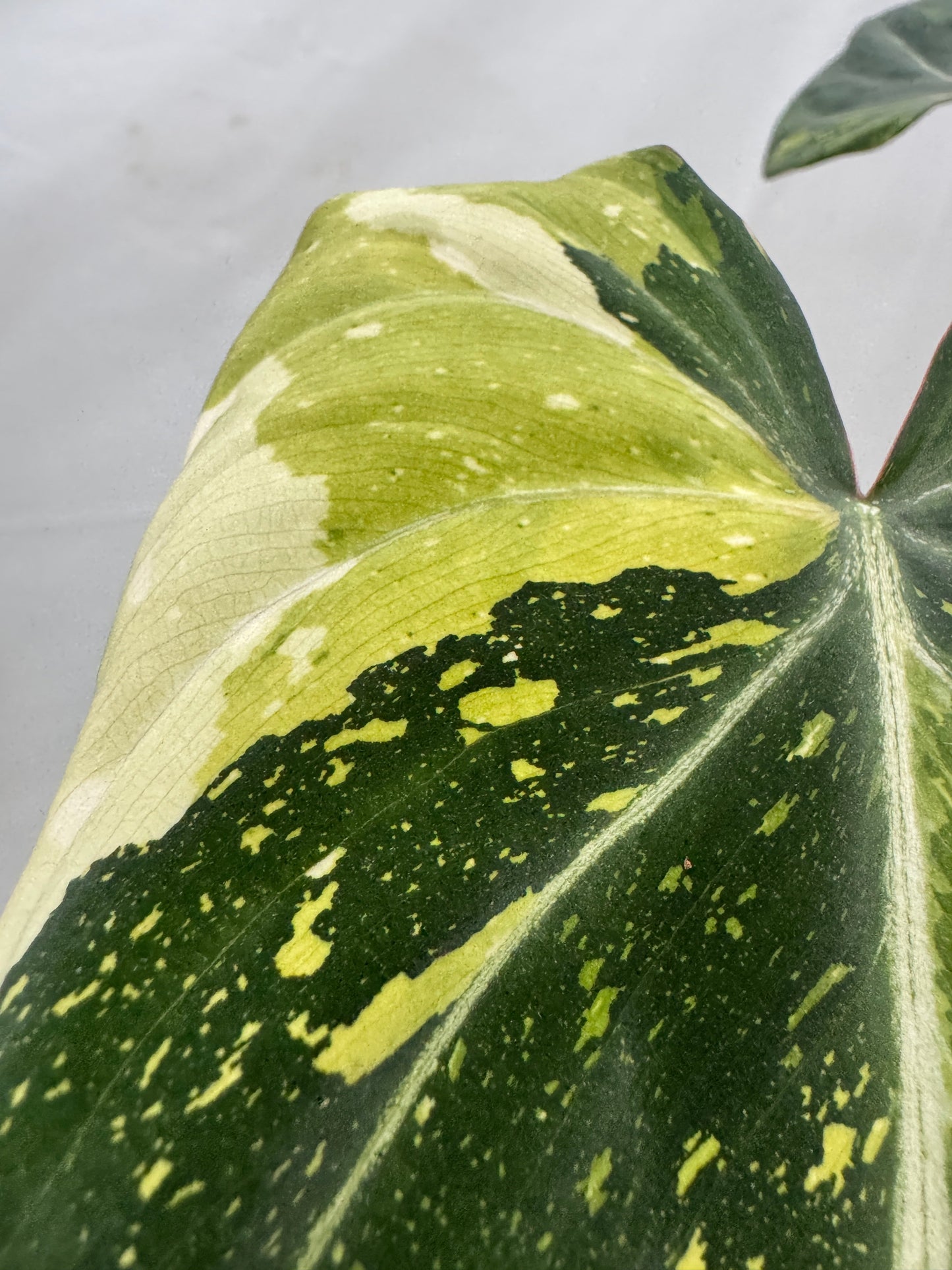 Philodendron gloriosum TRICOLOUR
