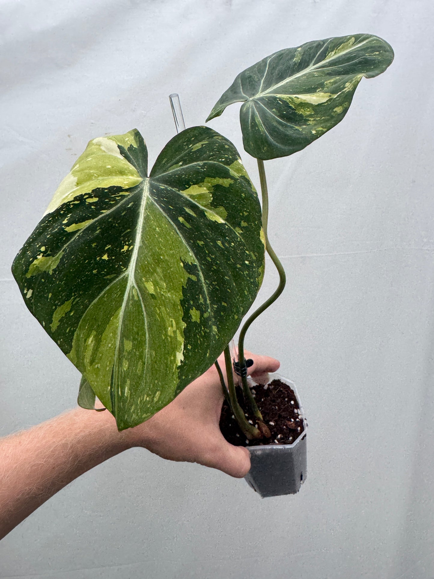Philodendron gloriosum TRICOLOUR