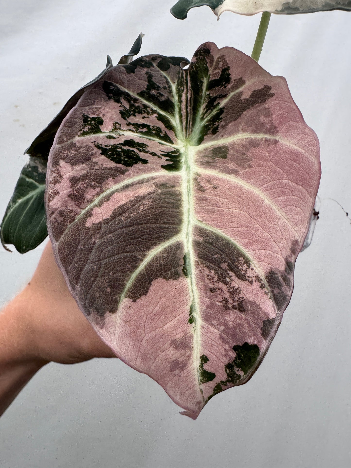Alocasia reginula 'Black Velvet' Pink Albo