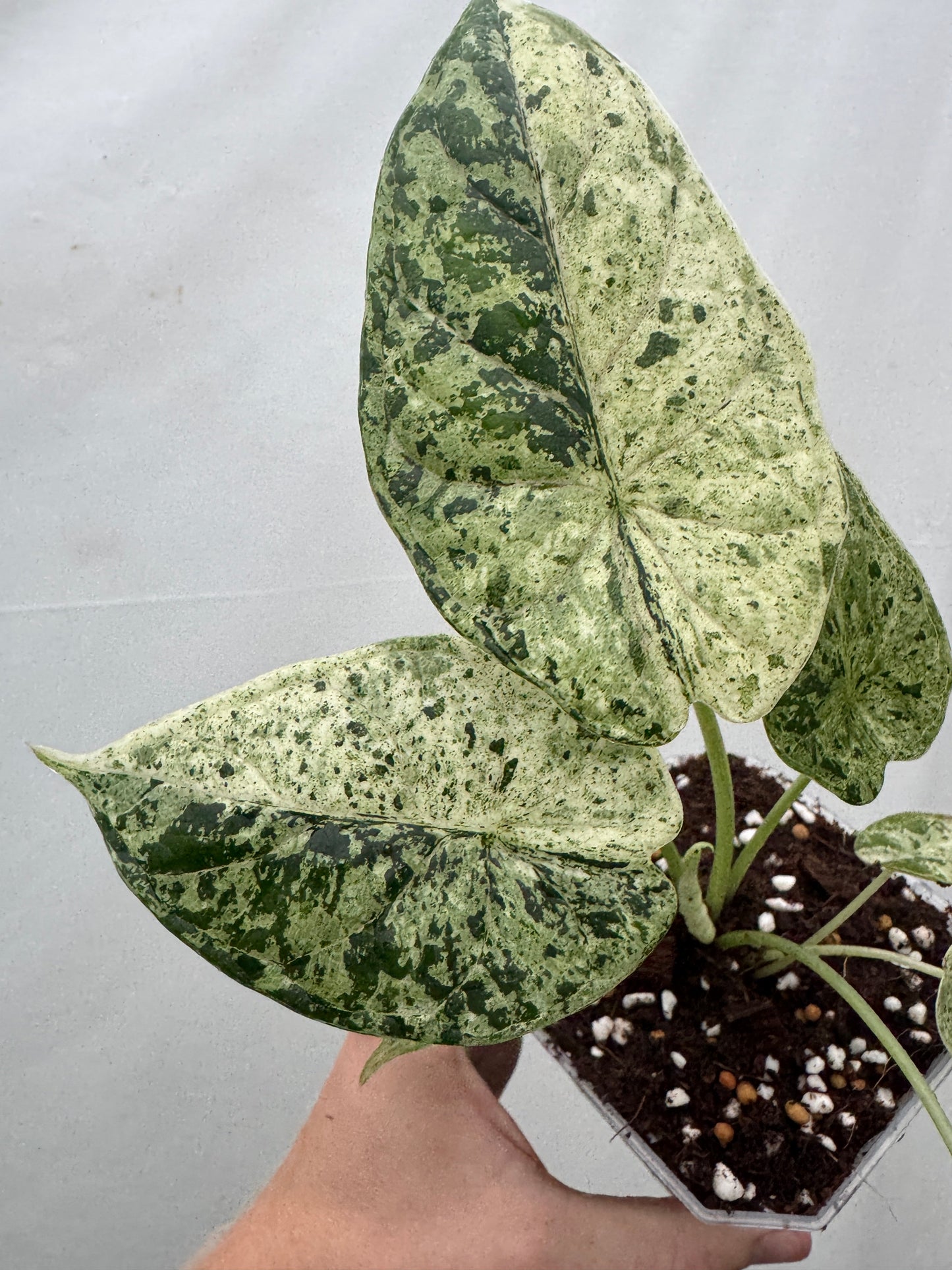 Alocasia baginda 'Dragon Scale' MINT with variegated mint-green and dark green textured leaves in a clear pot. Ideal for indoor plant collections.