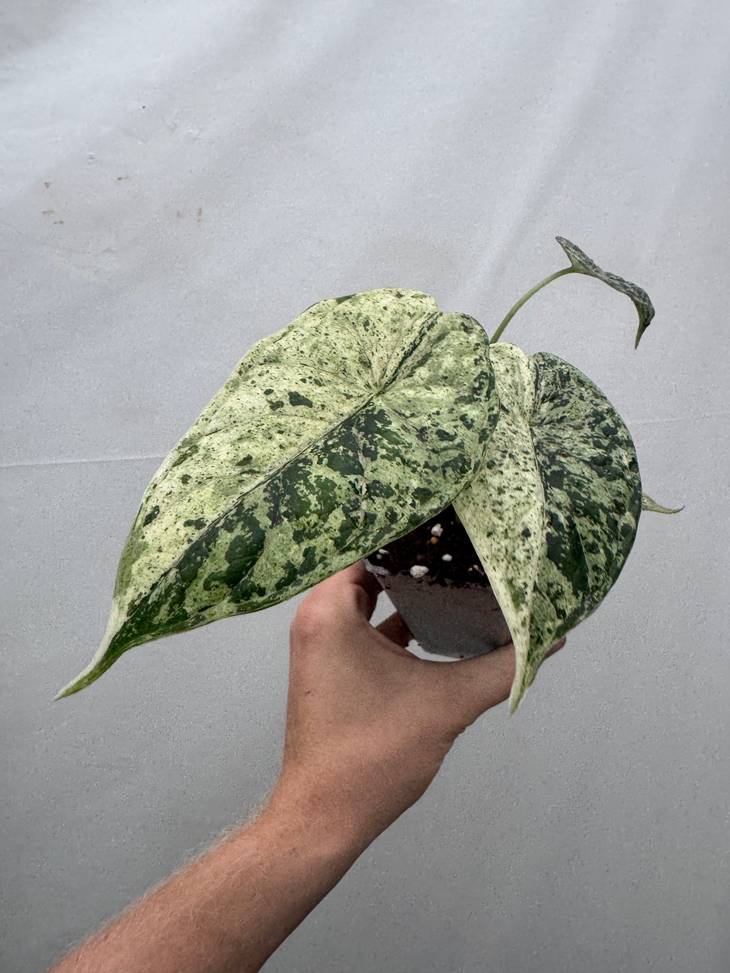 Alocasia baginda 'Dragon Scale' MINT